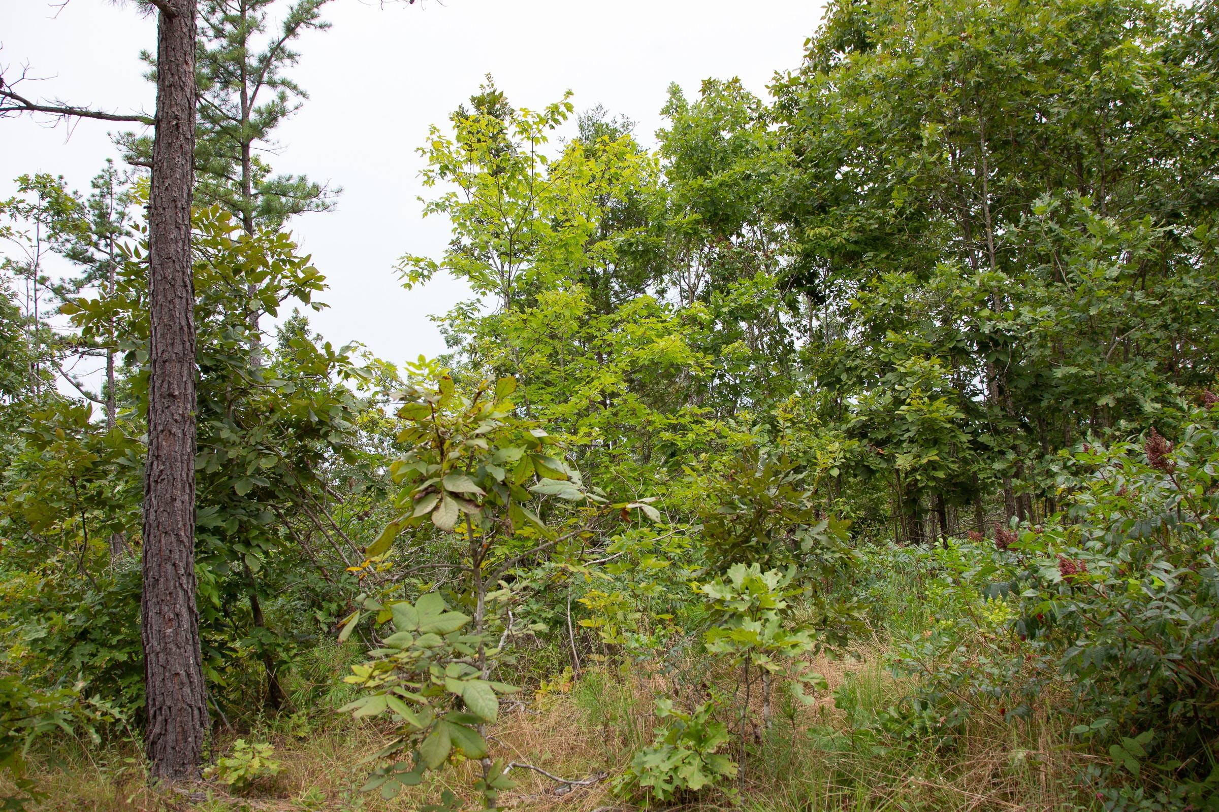 Borgmann’s Hollow Phase I Tract 25 photo 9