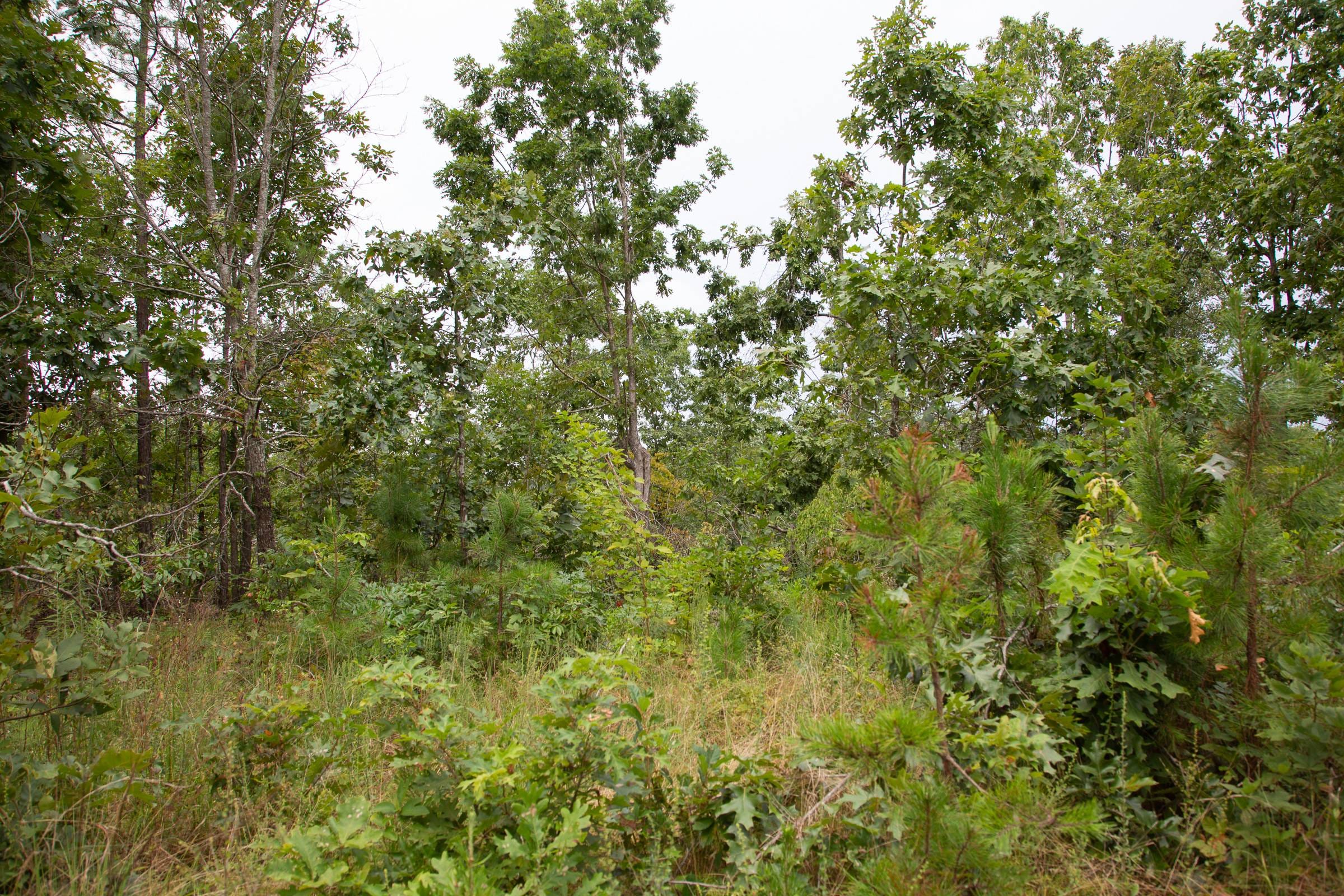 Borgmann’s Hollow Phase I Tract 25 photo 10