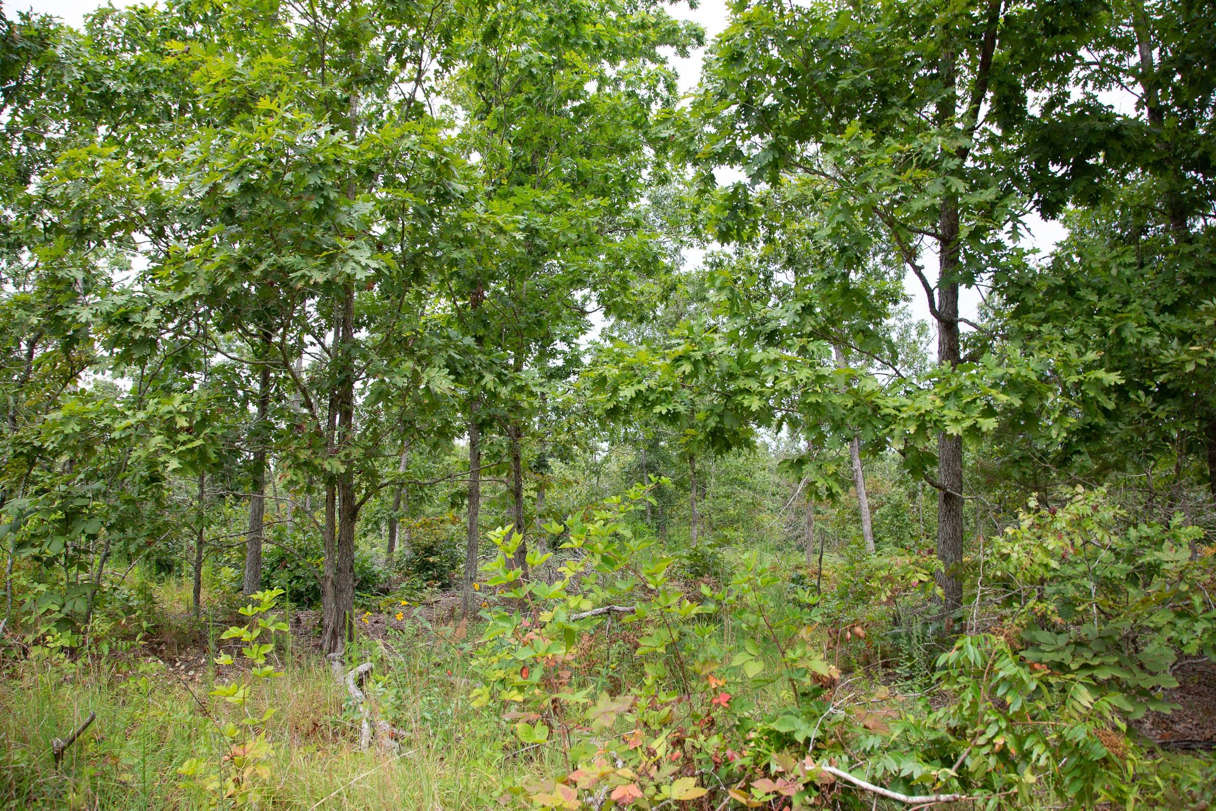 Borgmann’s Hollow Phase I Tract 25 photo 11