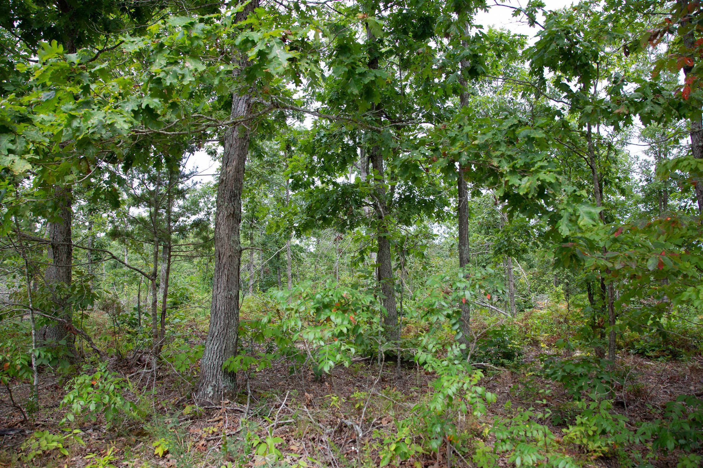 Borgmann’s Hollow Phase I Tract 25 photo 12