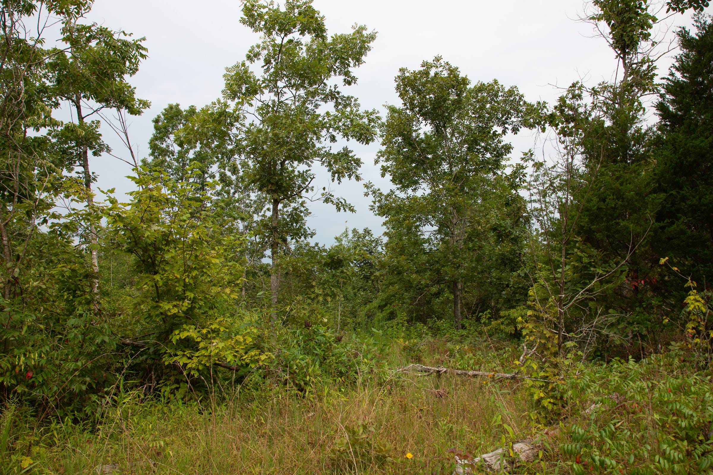 Borgmann’s Hollow Phase I Tract 25 photo 17