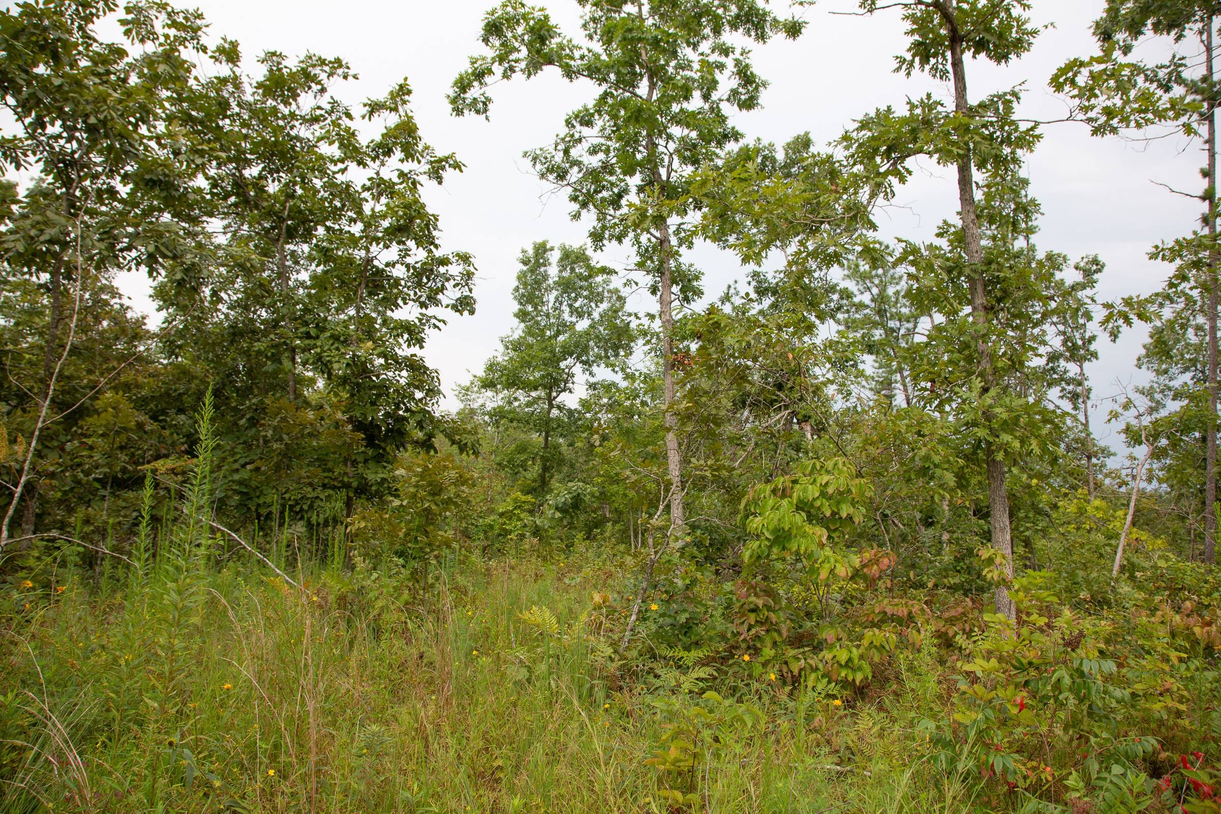 Borgmann’s Hollow Phase I Tract 25 photo 19
