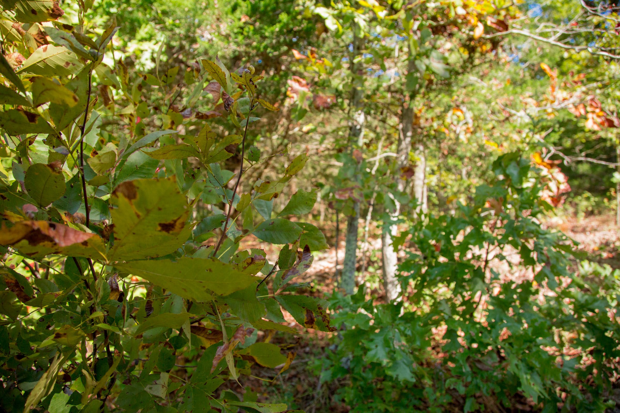 Wagon Wheel Ranch Tract 39 photo 3