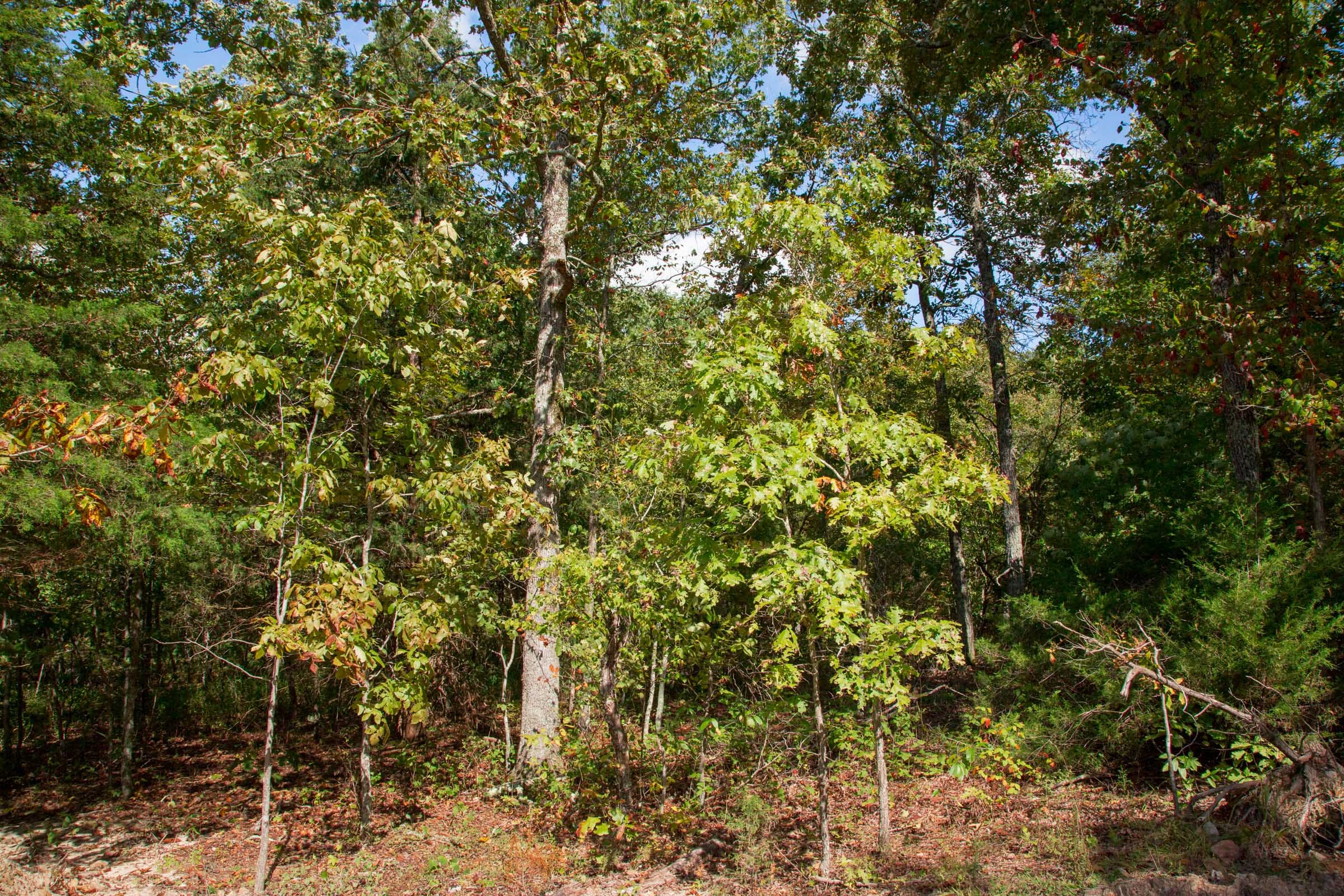 Wagon Wheel Ranch Tract 39 photo 4