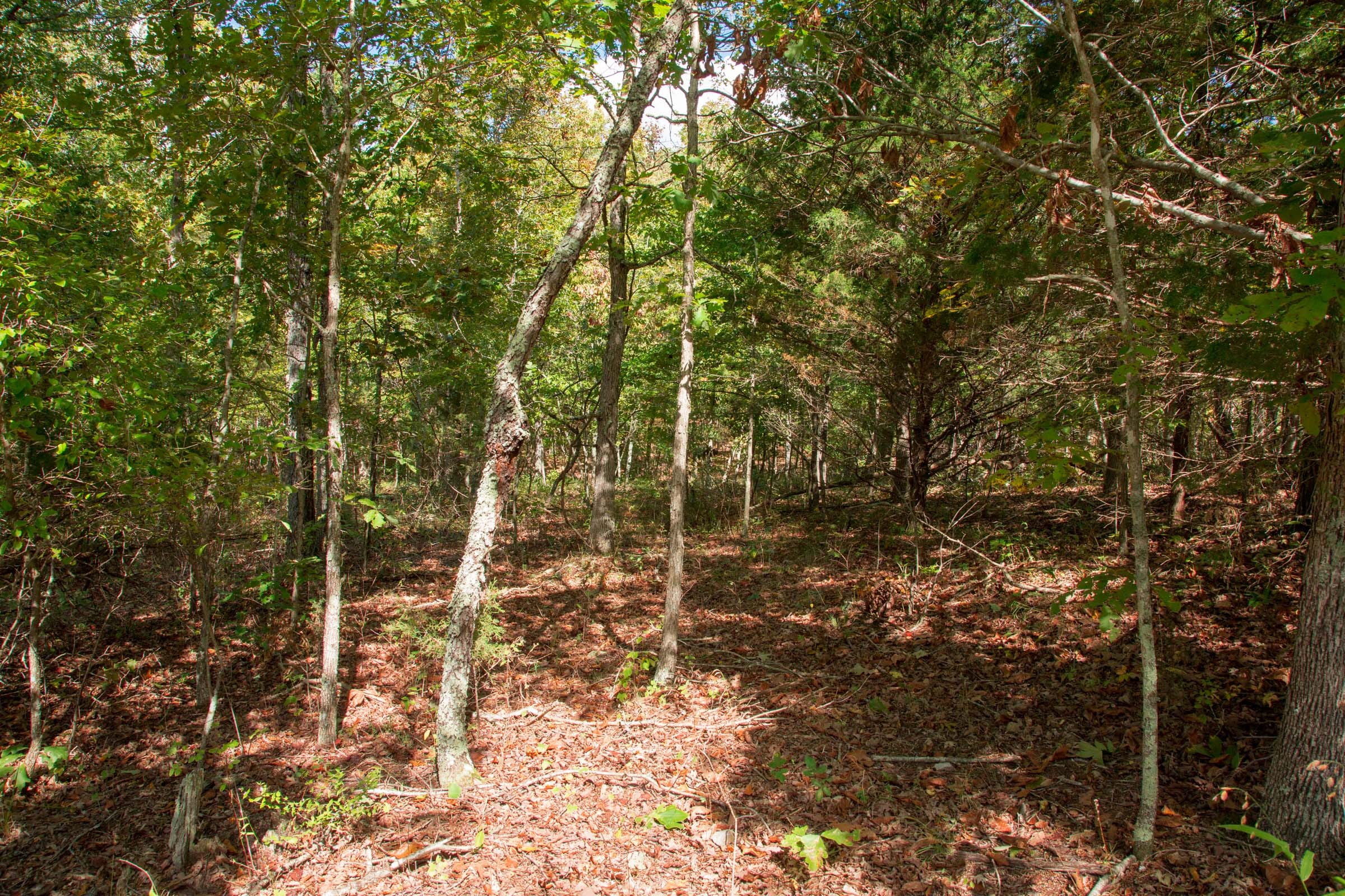 Wagon Wheel Ranch Tract 39 photo 6
