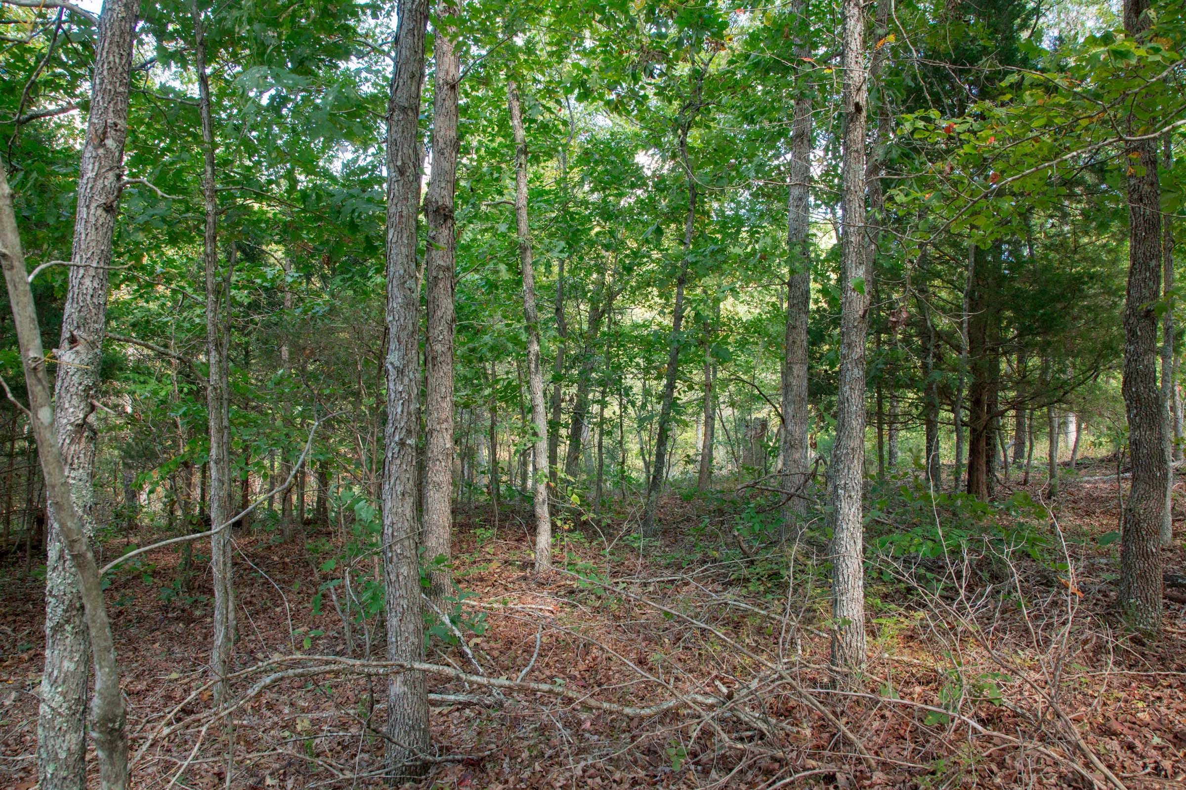 Wagon Wheel Ranch Tract 39 photo 5
