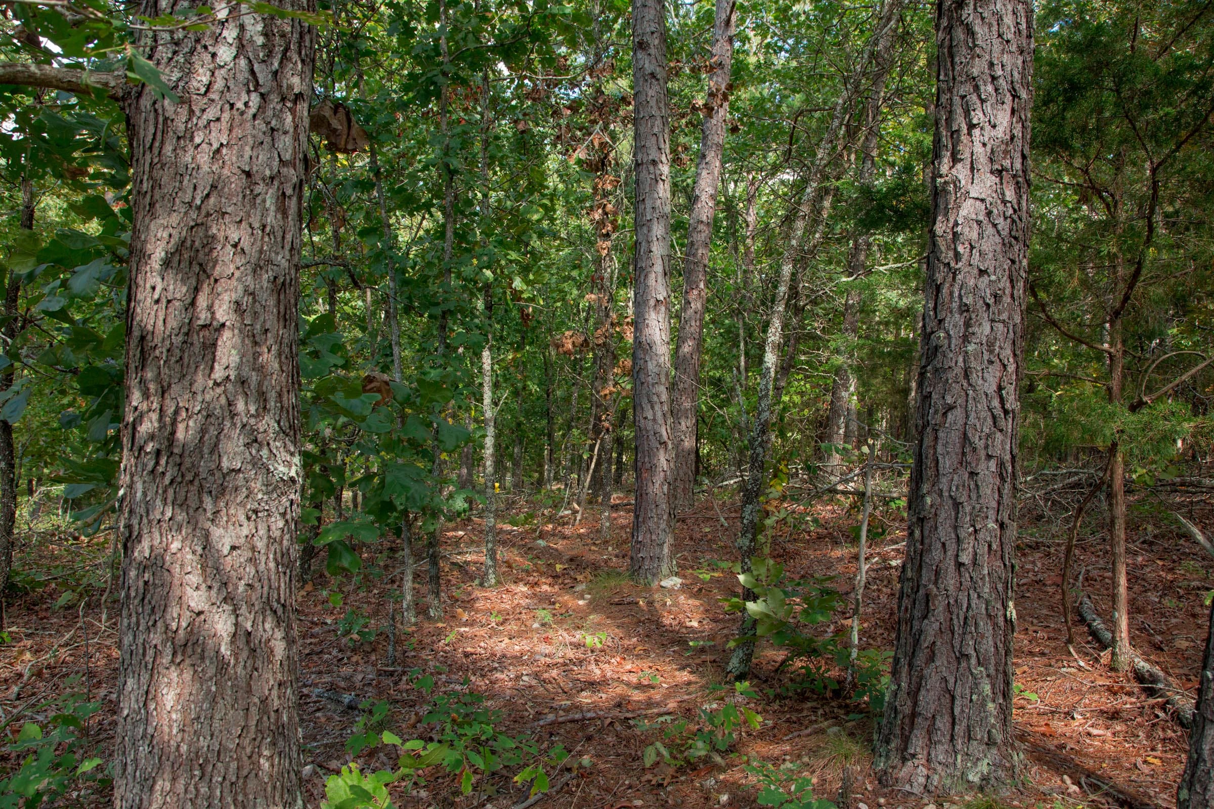 Wagon Wheel Ranch Tract 39 photo 1