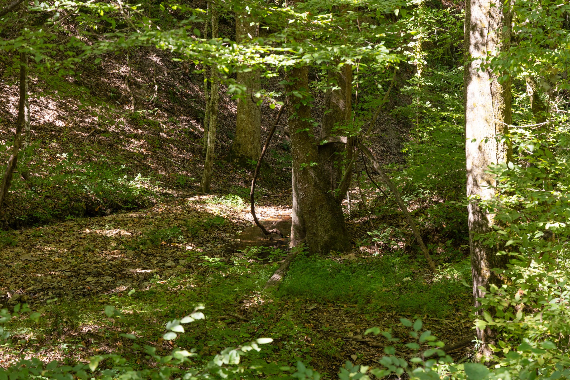 Big White Oak Tract 21 photo 9