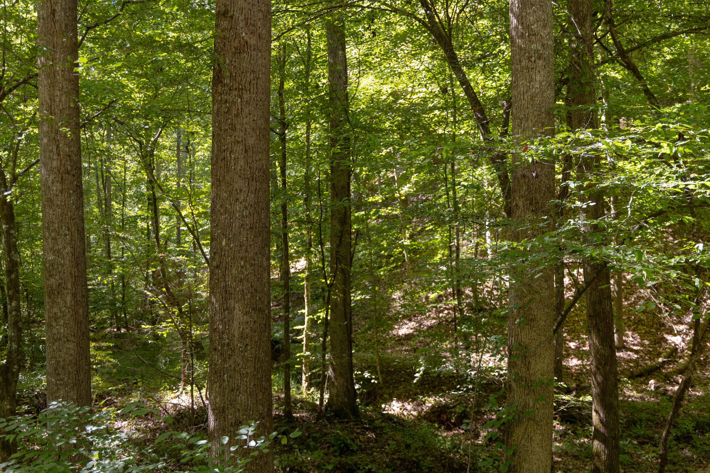 Big White Oak Tract 21 photo 7
