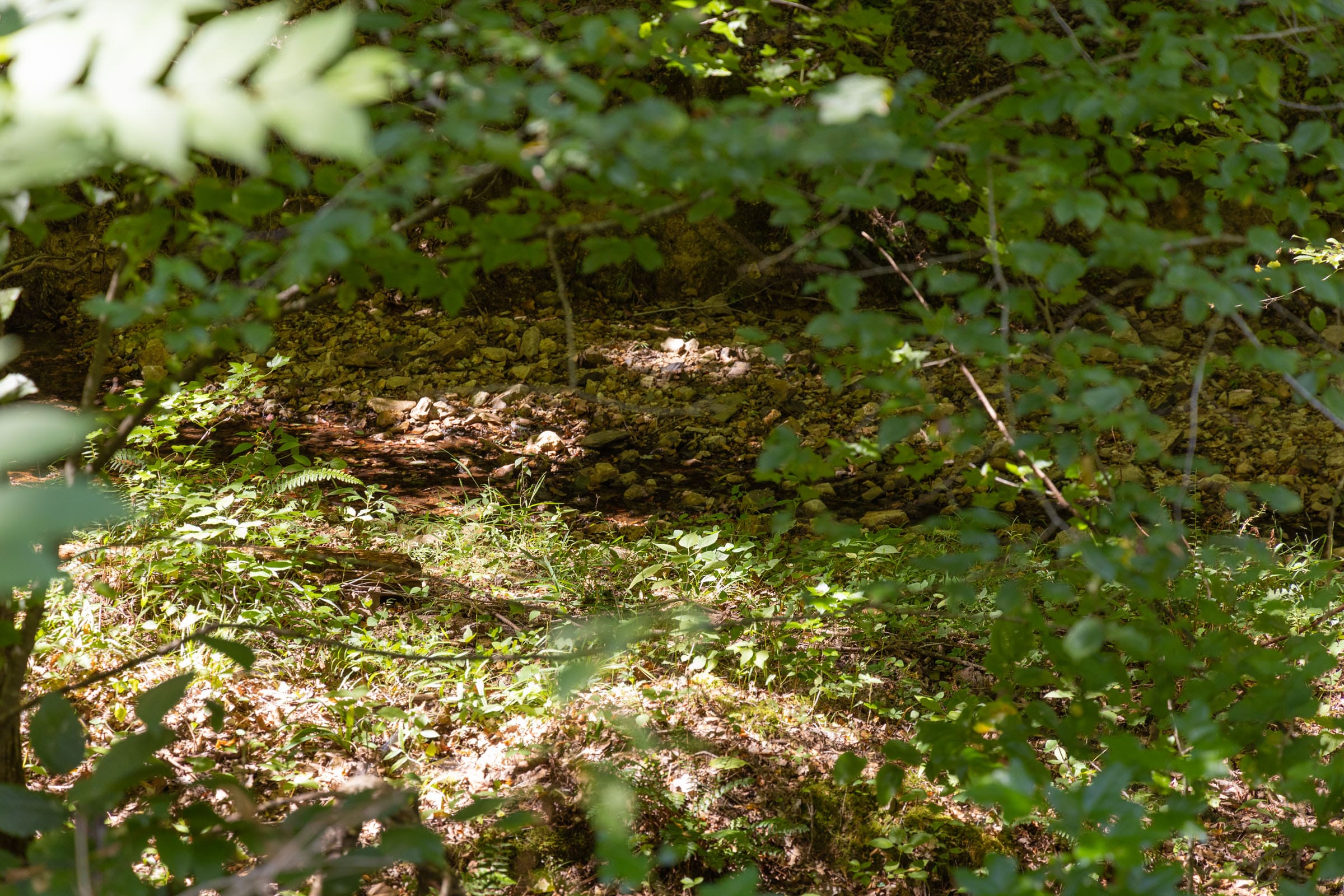 Big White Oak Tract 21 photo 5