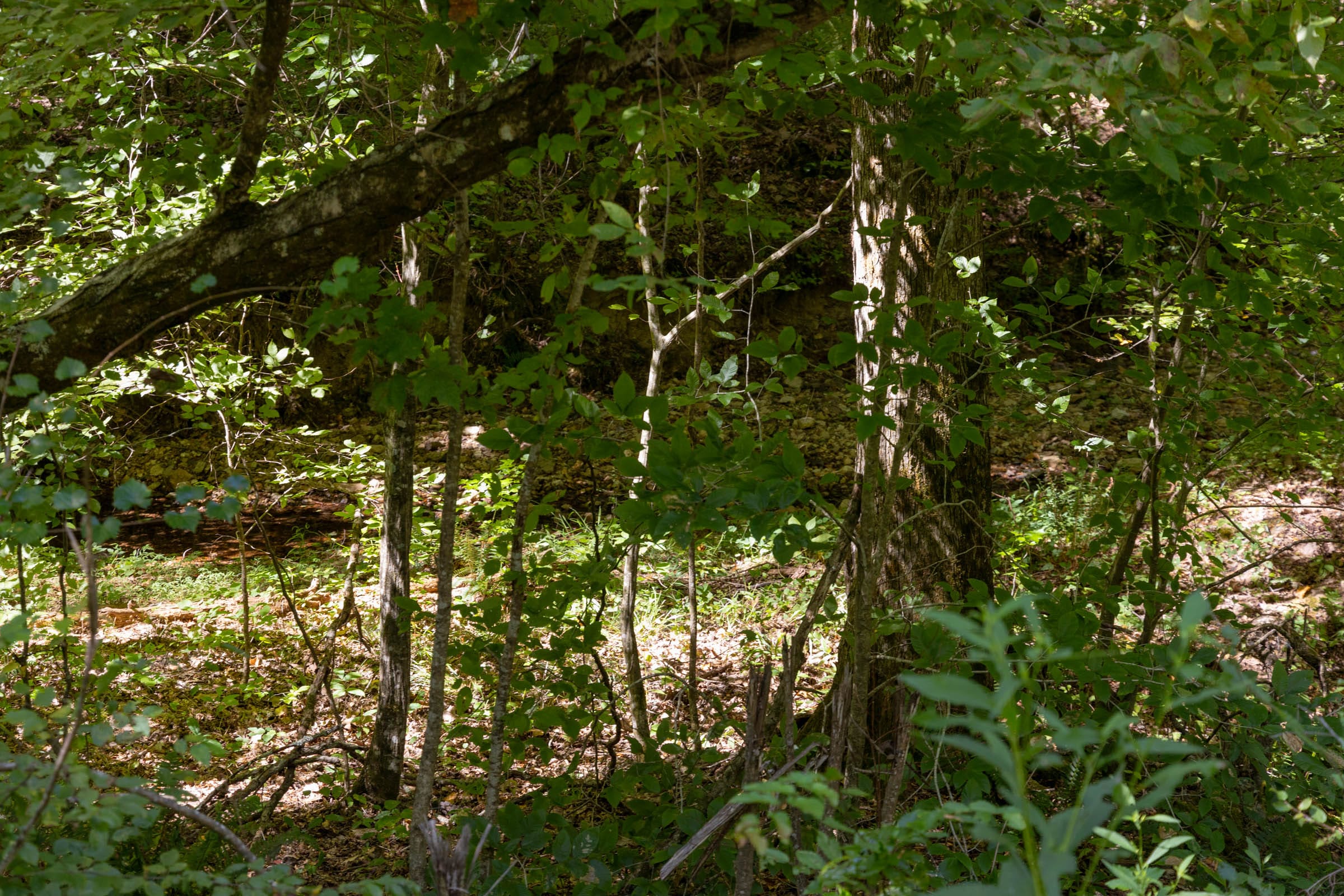 Big White Oak Tract 21 photo 3