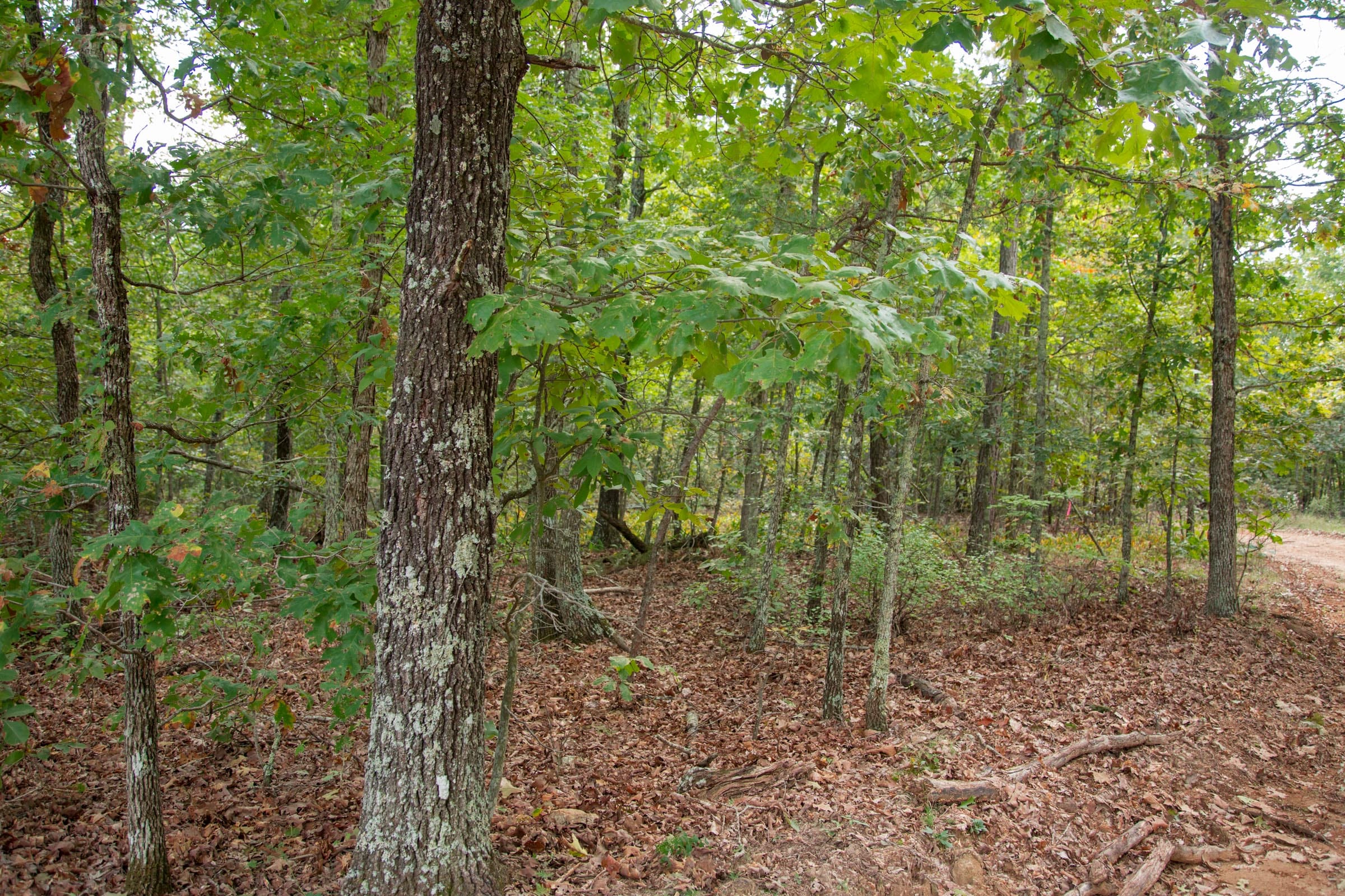 Wagon Wheel Ranch Tract 53 photo 4