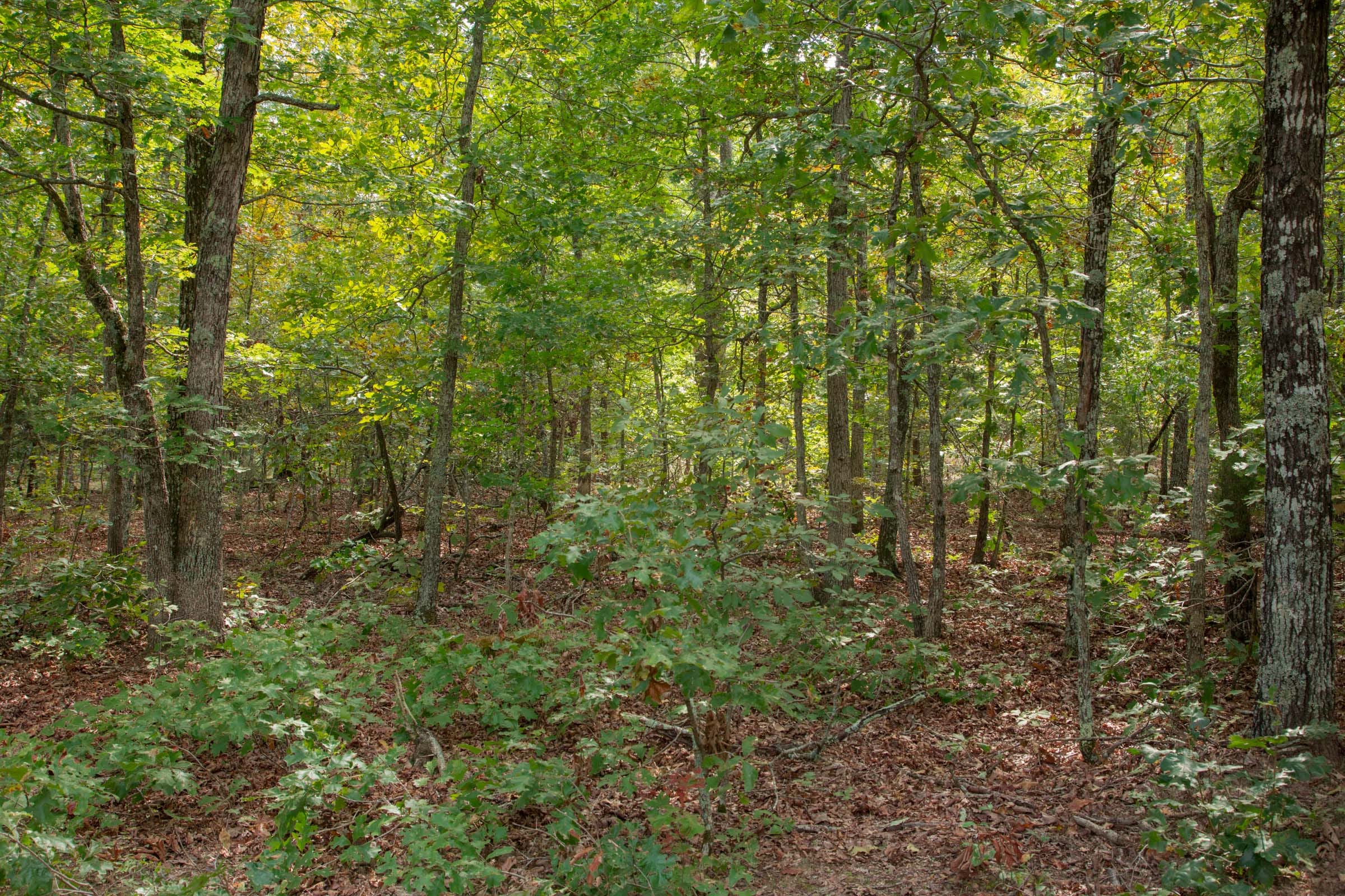 Wagon Wheel Ranch Tract 53 photo 6