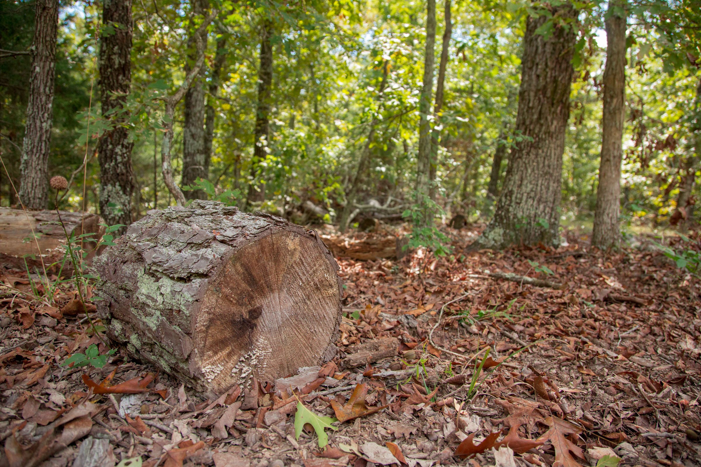 Wagon Wheel Ranch Tract 53 photo 8