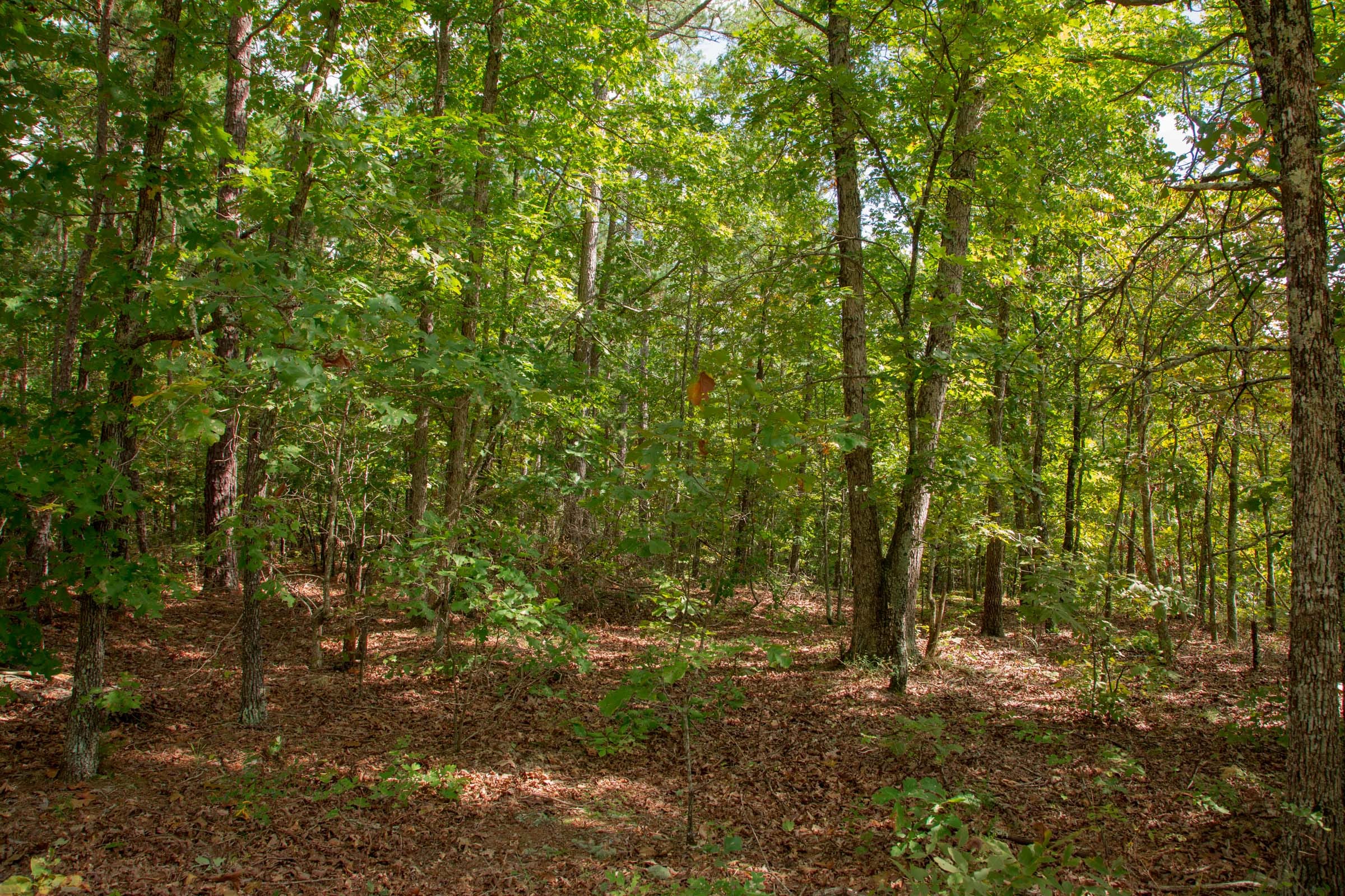 Wagon Wheel Ranch Tract 53 photo 11