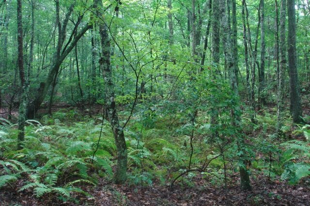 Sugartree Falls Tract 45 photo 3