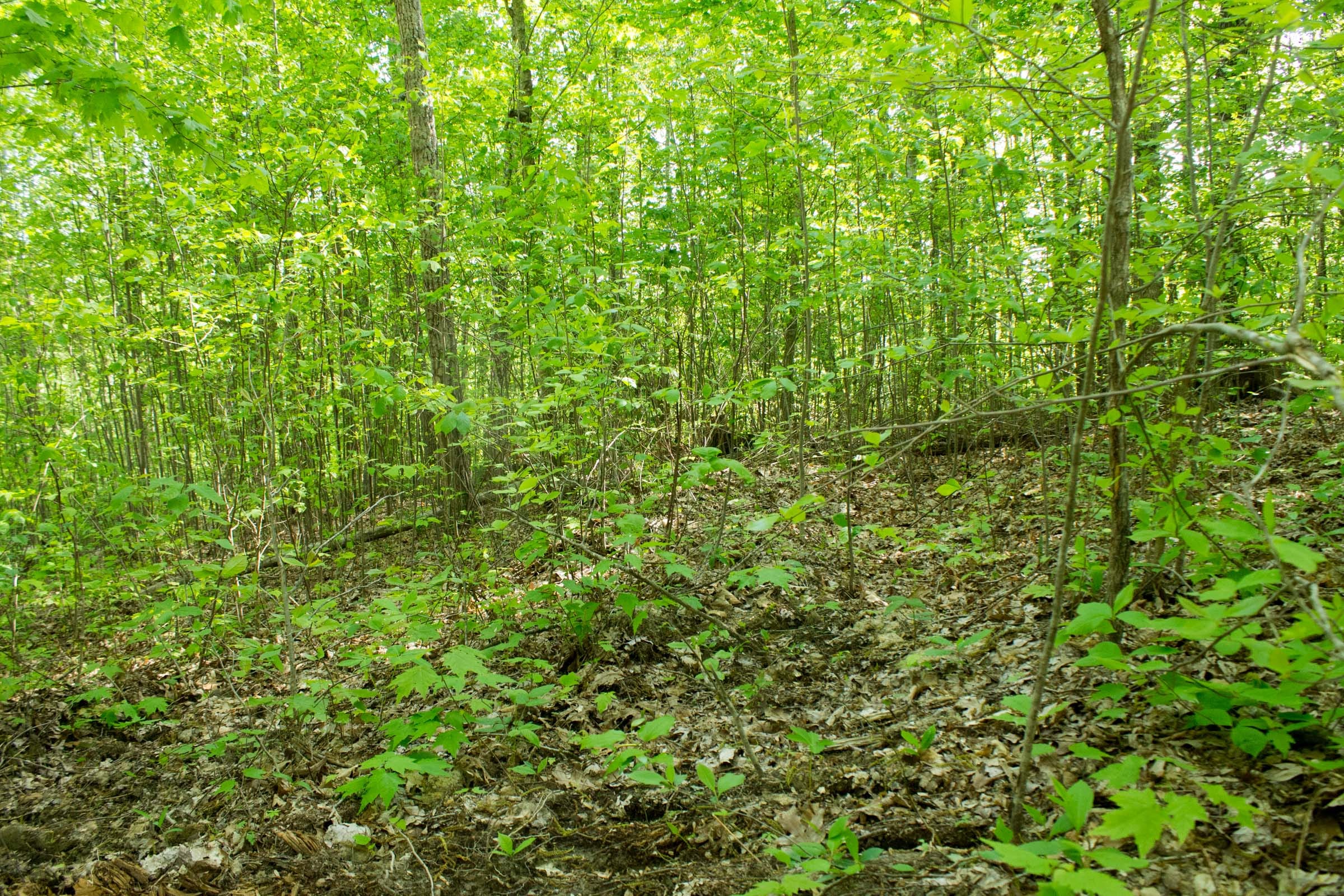 Trails End Tract 19 photo 3