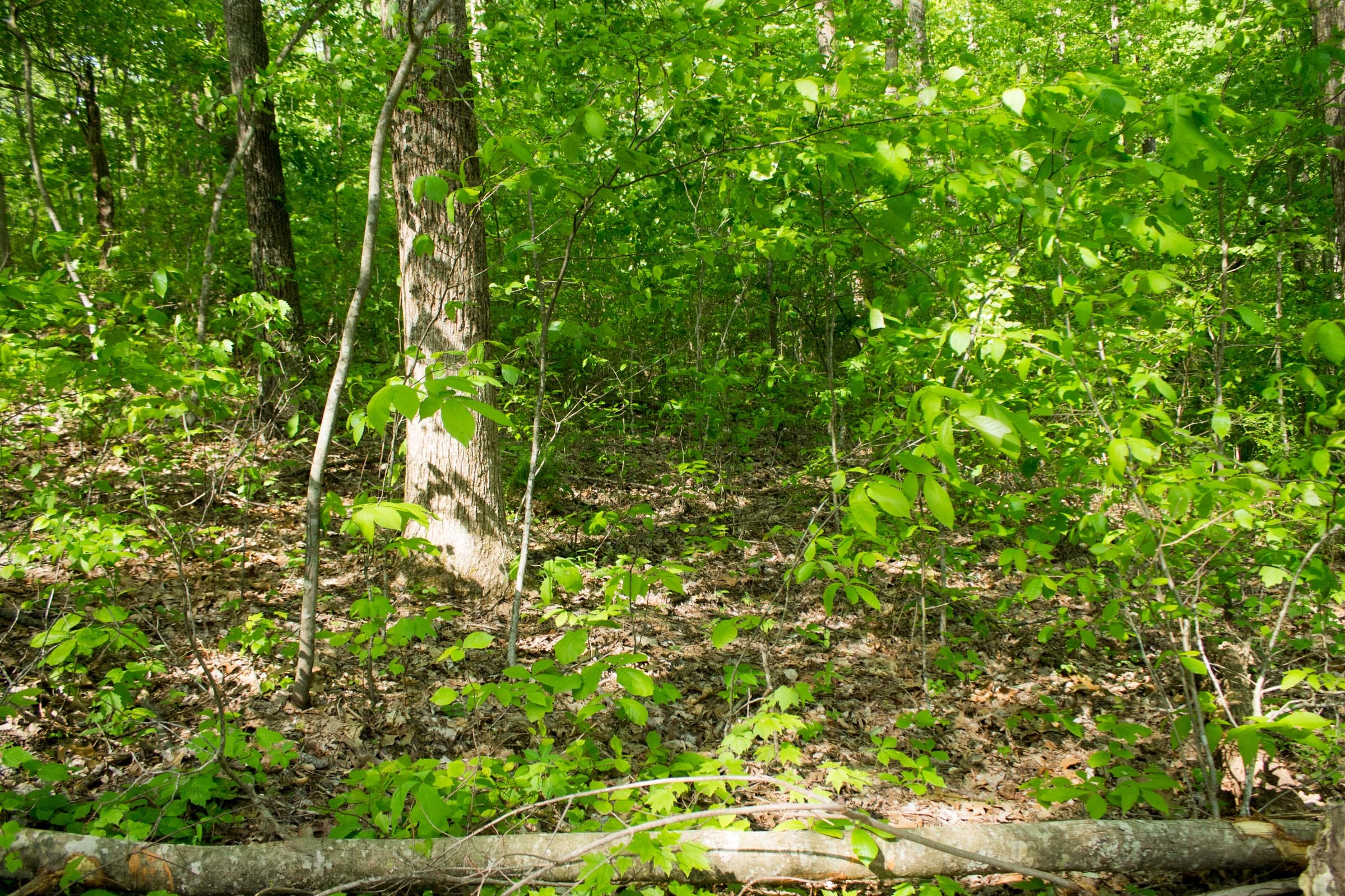 Trails End Tract 19 photo 5