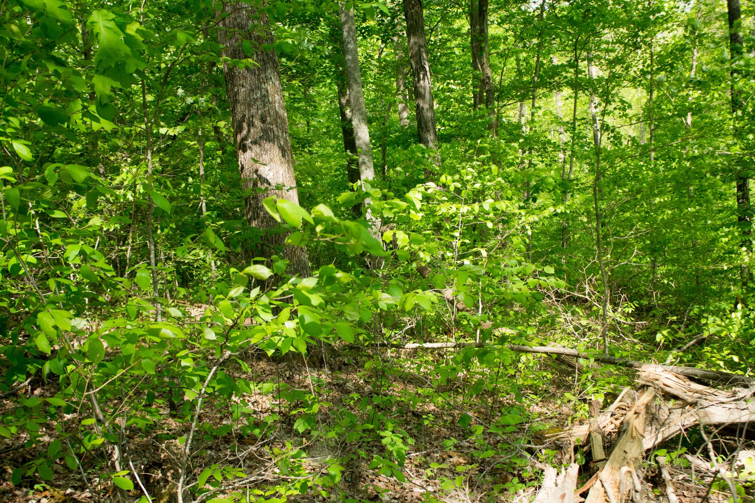 Trails End Tract 19 photo 6