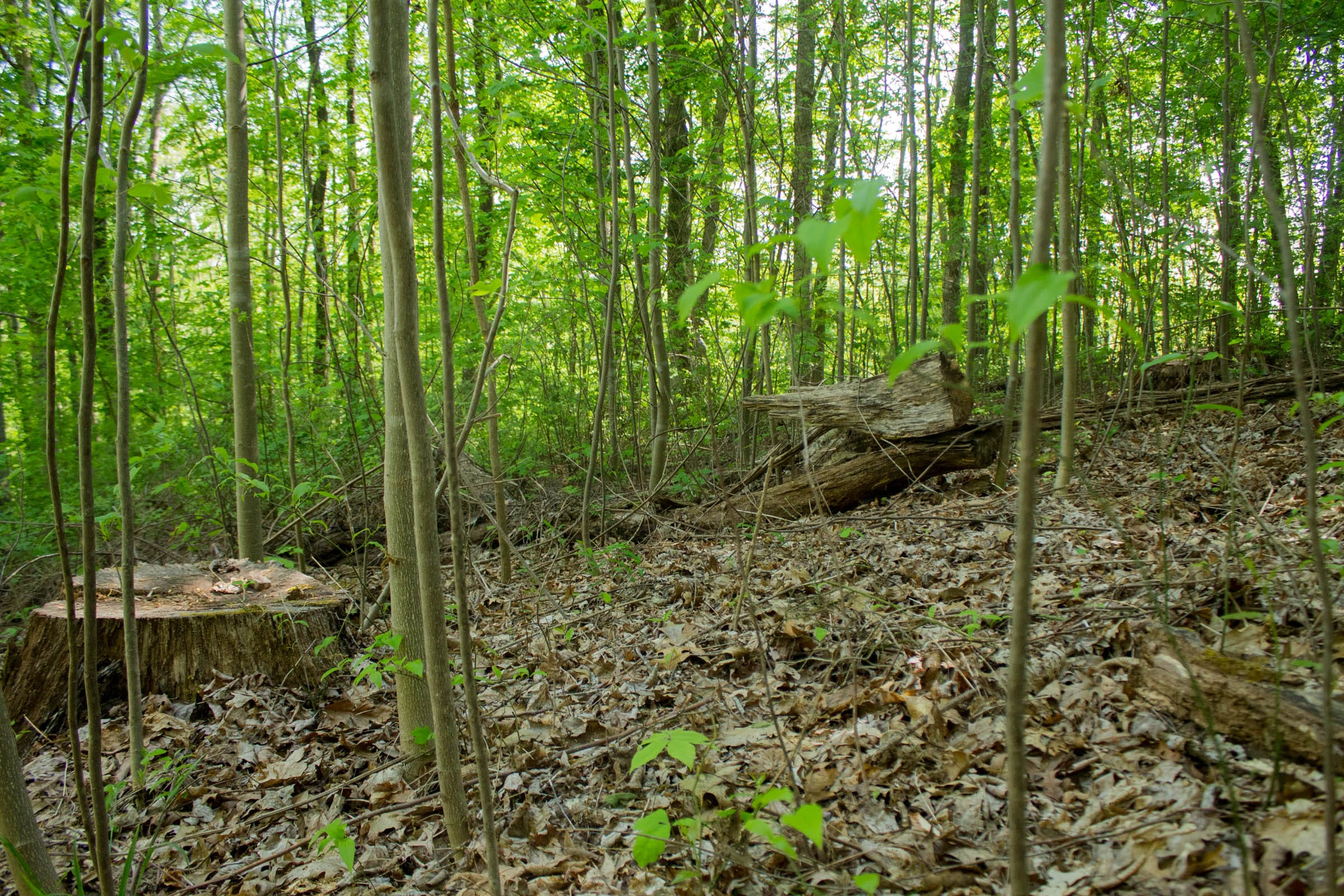 Trails End Tract 19 photo 8