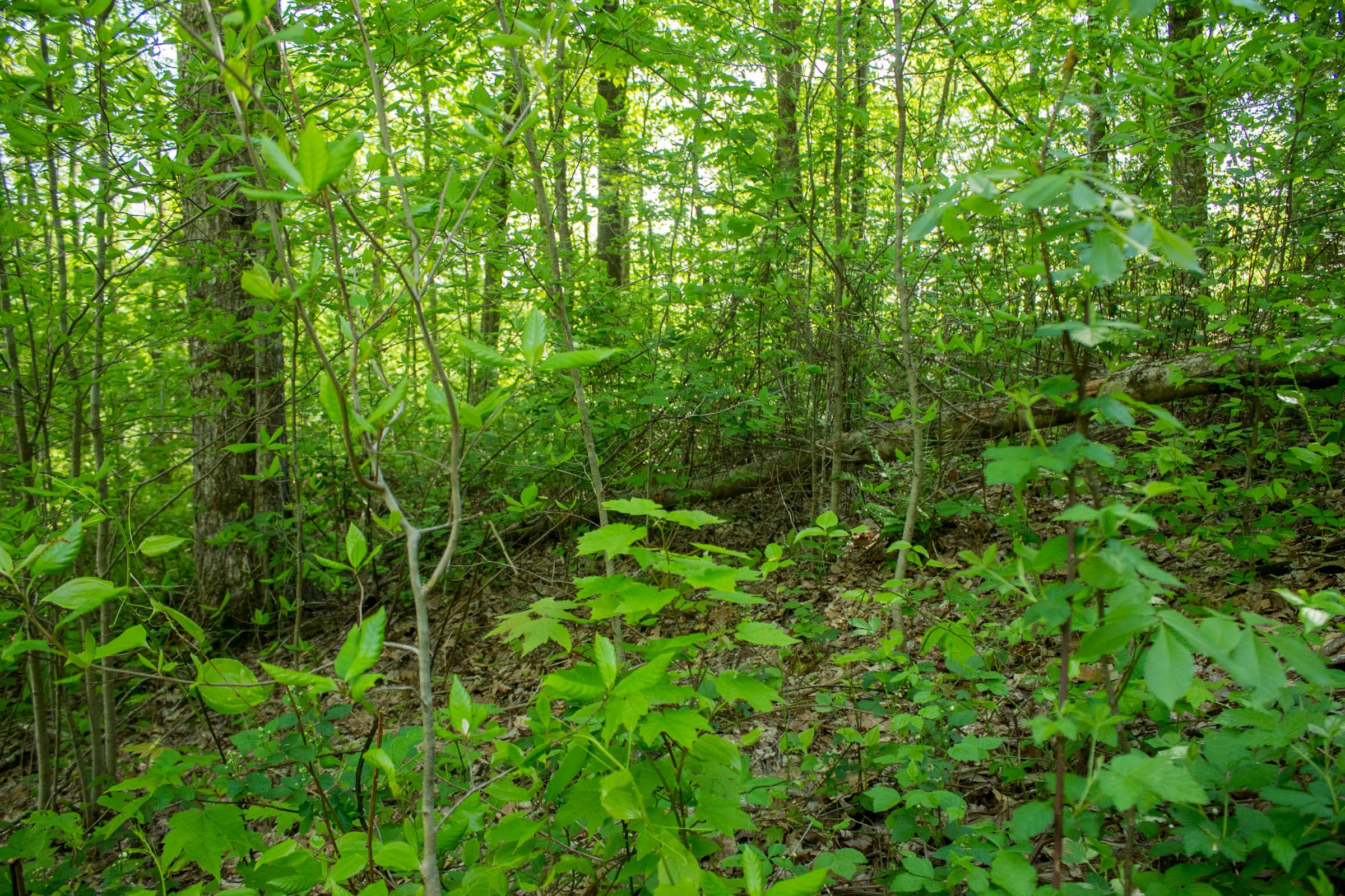Trails End Tract 19 photo 10
