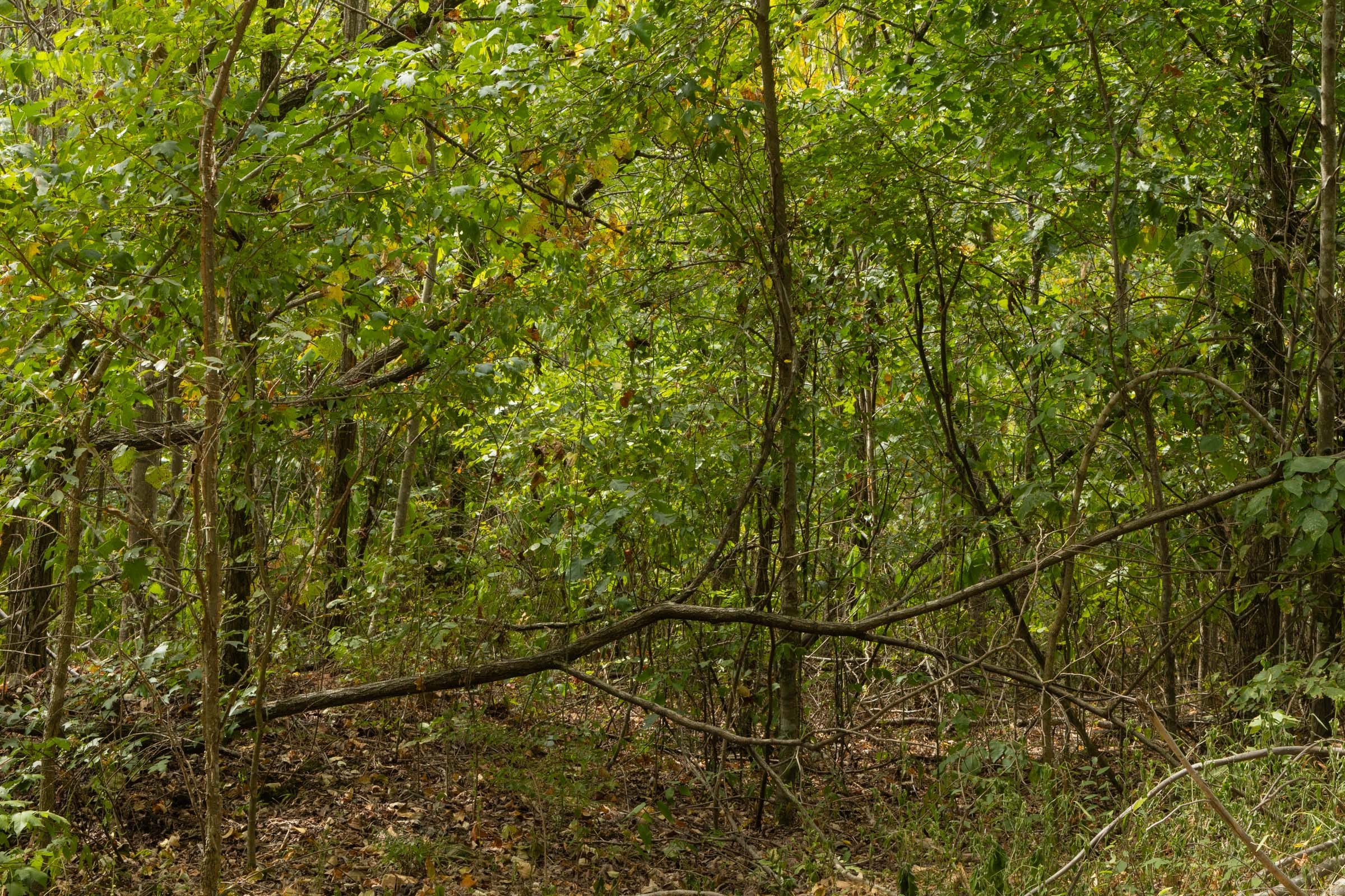 Big White Oak Tract 63 photo 7