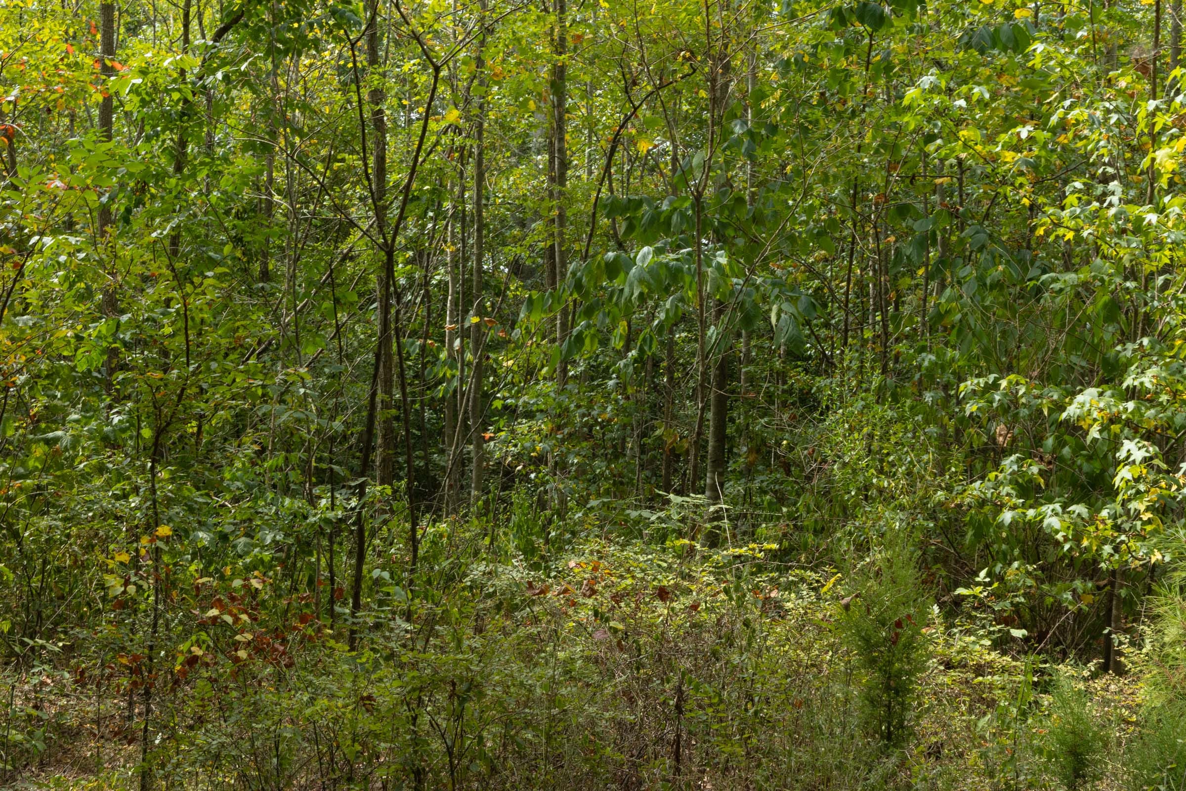 Big White Oak Tract 63 photo 5