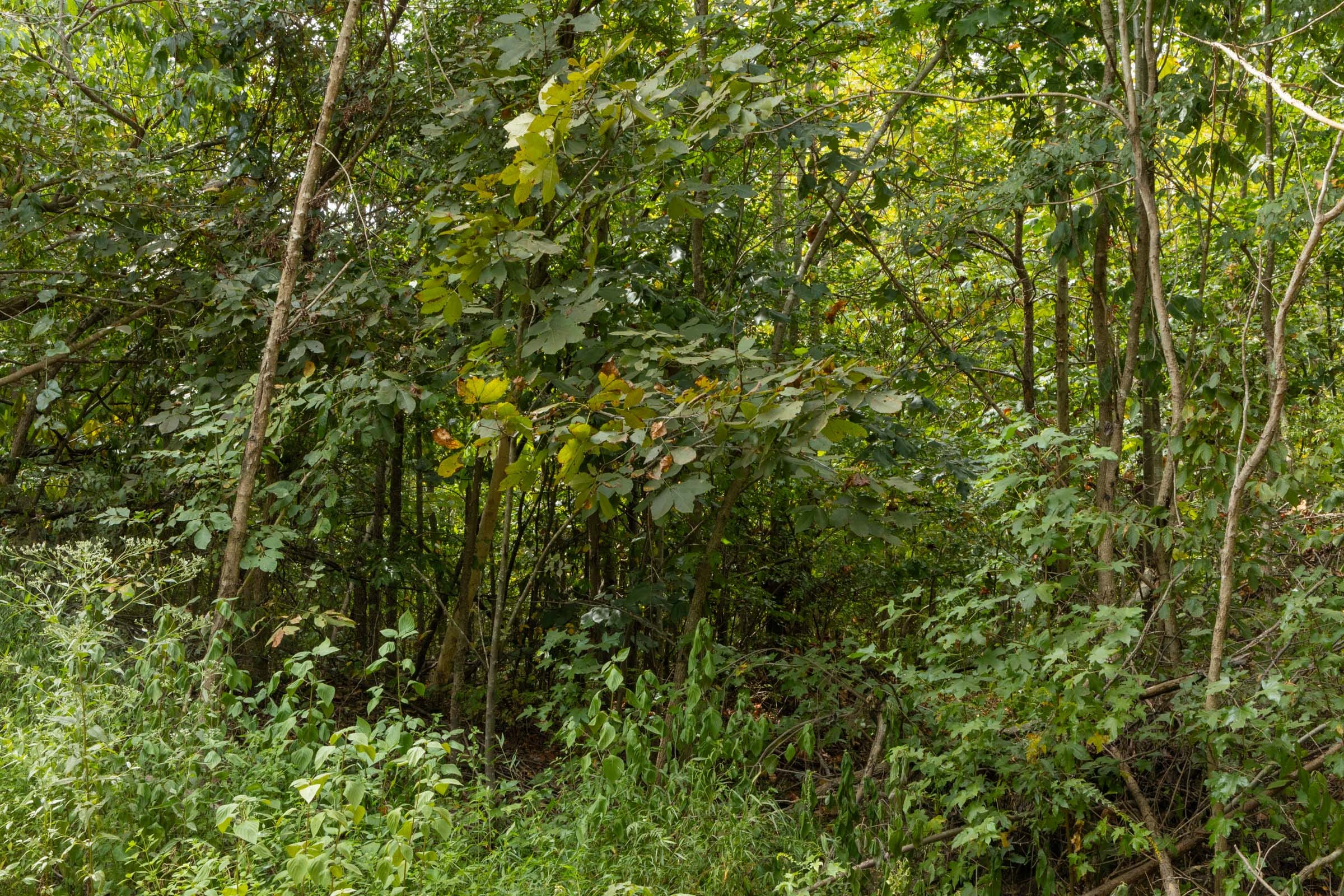 Big White Oak Tract 63 photo 3
