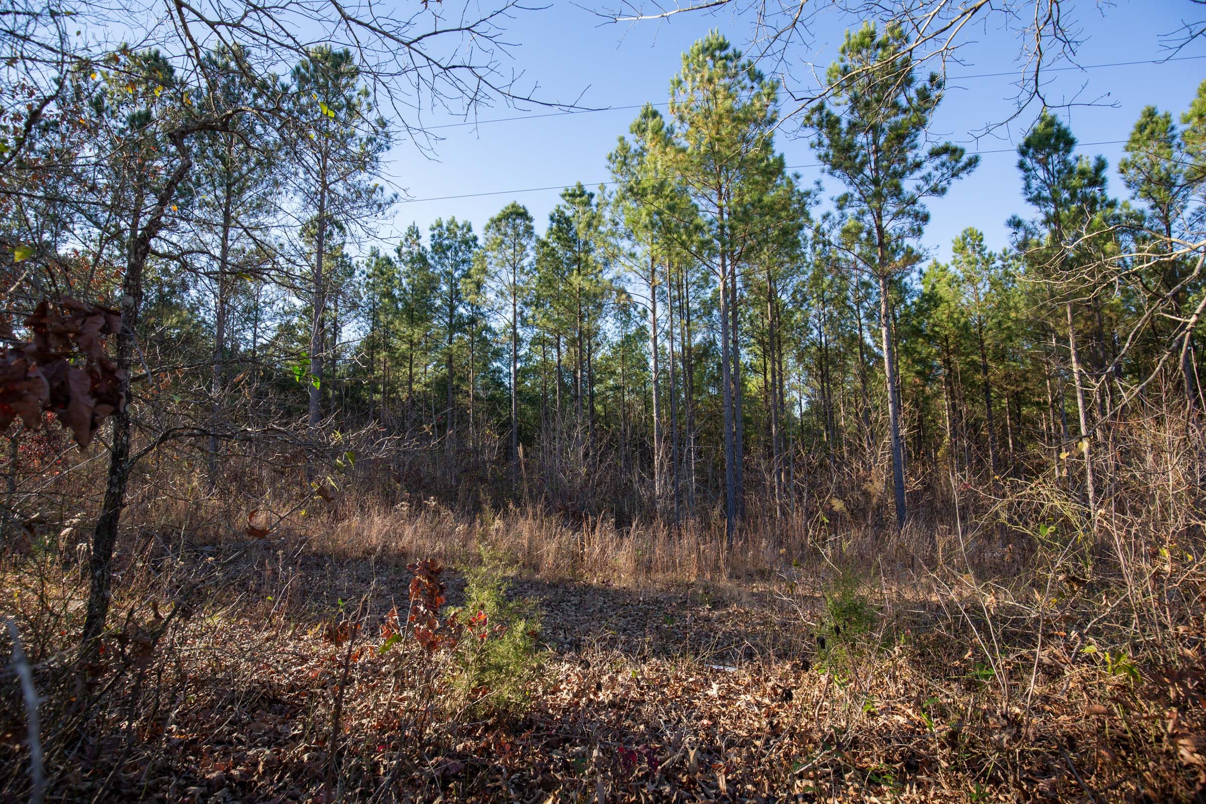 Whetstone Pines Tract 4 photo 3