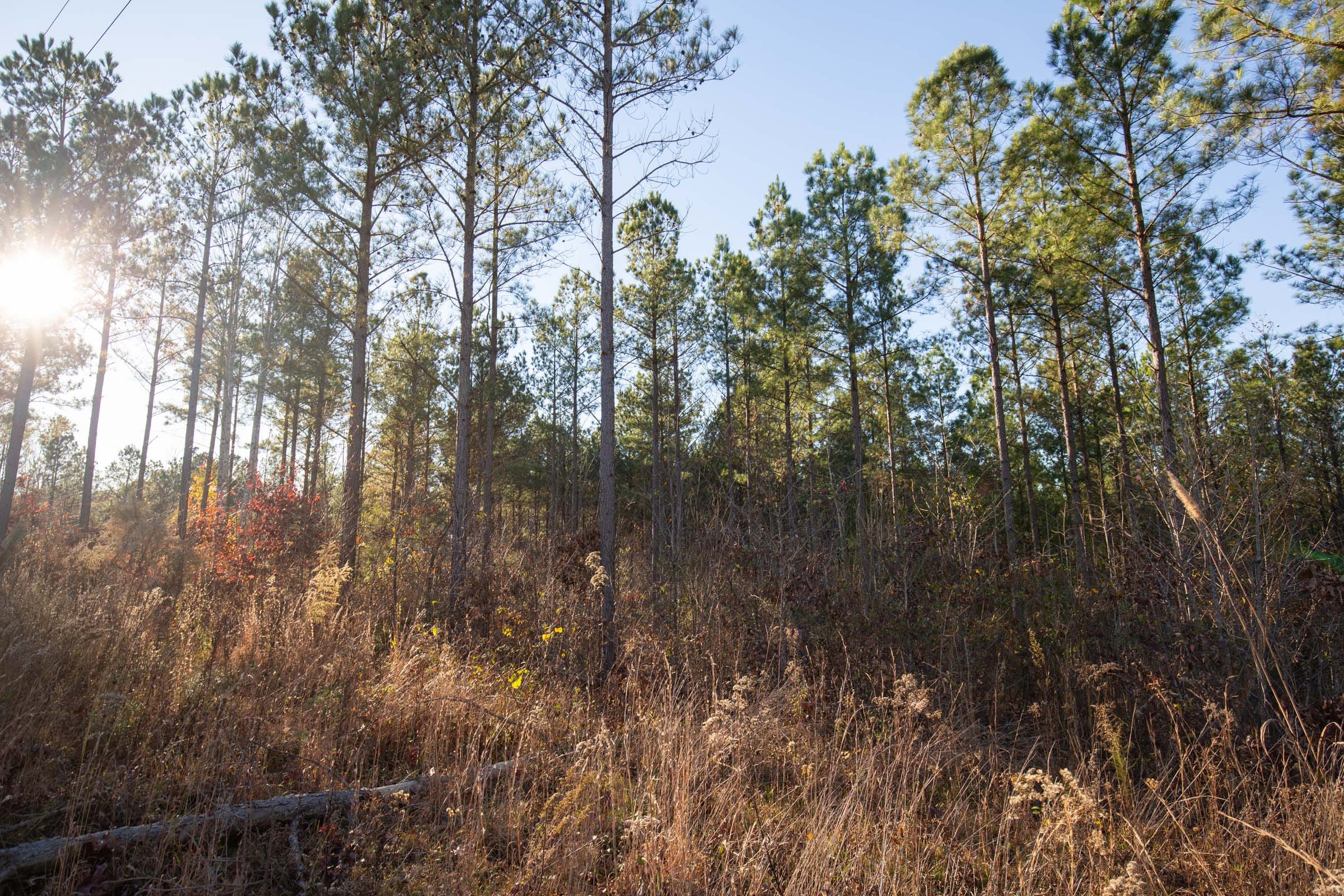 Whetstone Pines Tract 4 photo 4