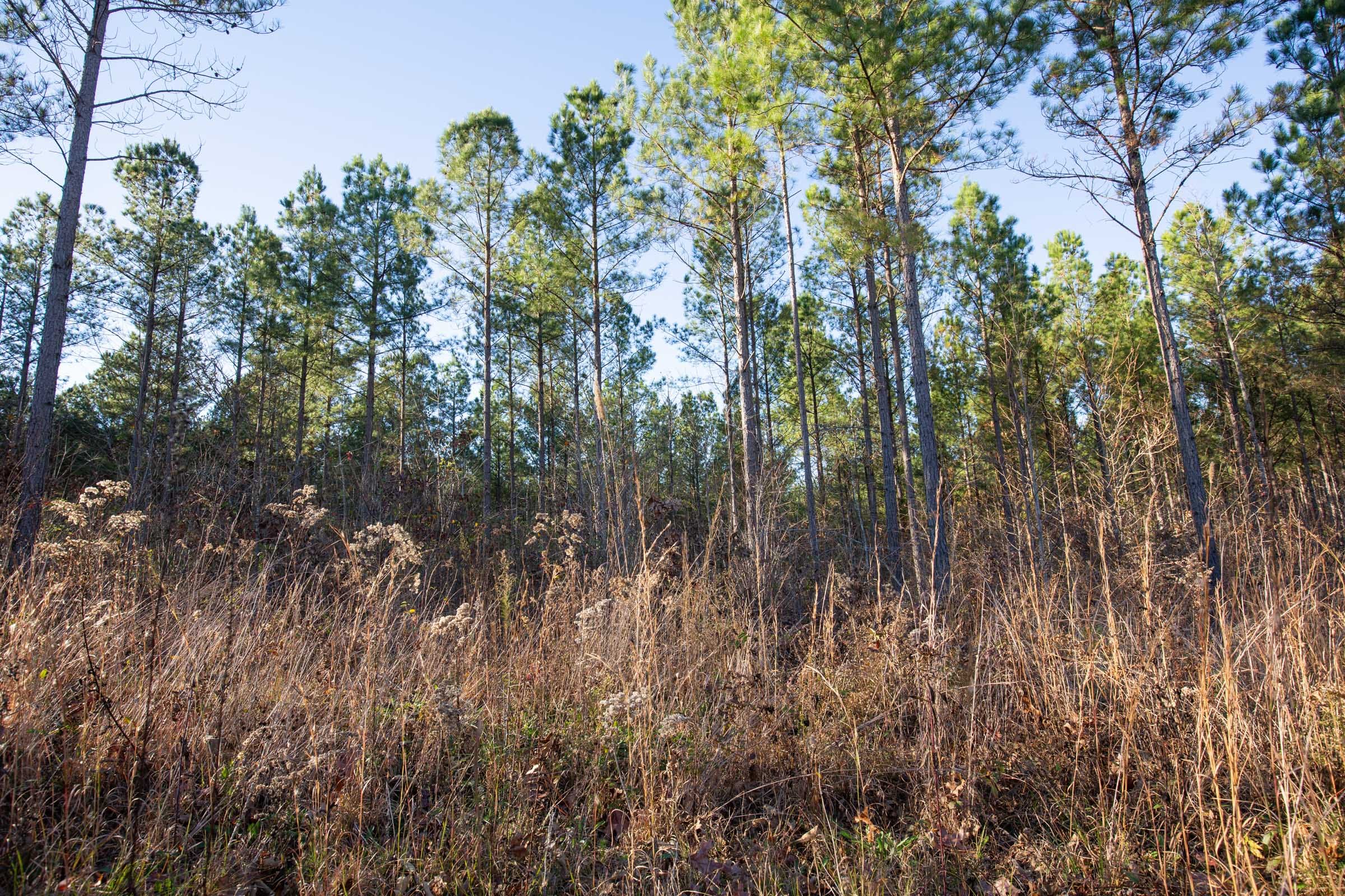 Whetstone Pines Tract 4 photo 5