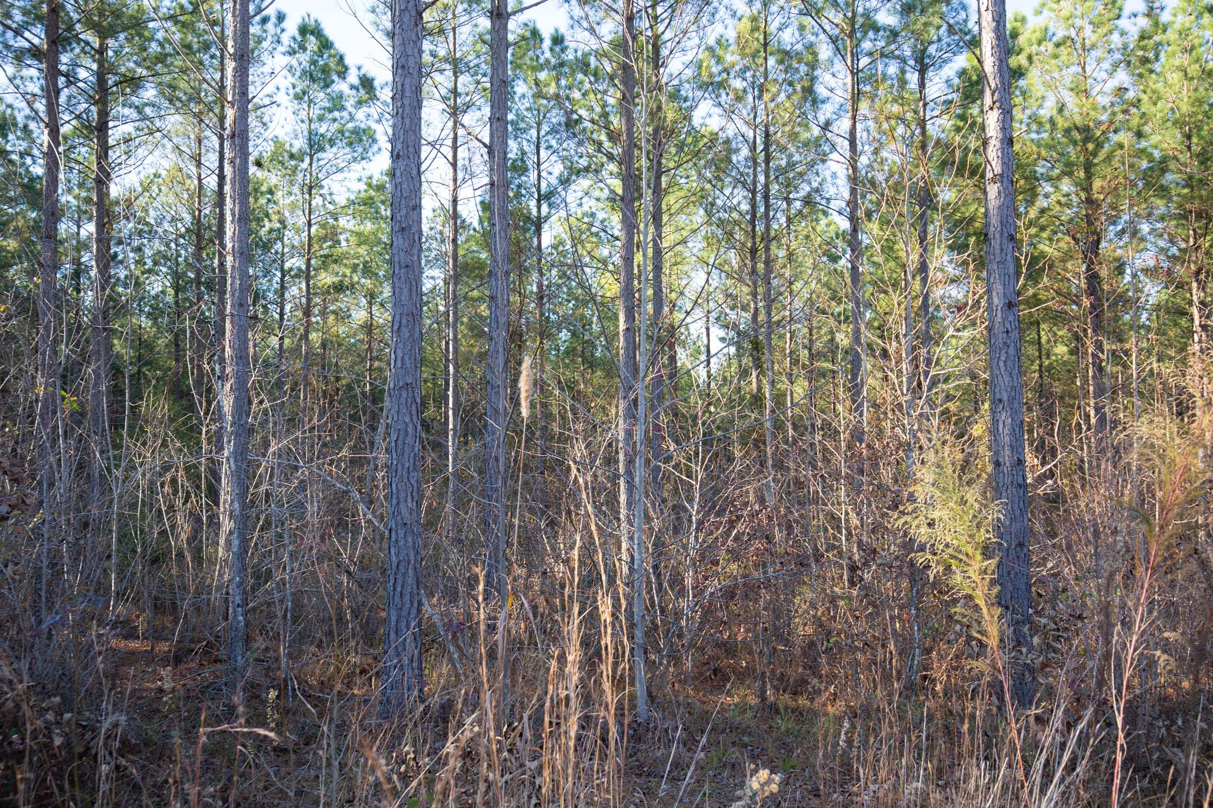 Whetstone Pines Tract 4 photo 7