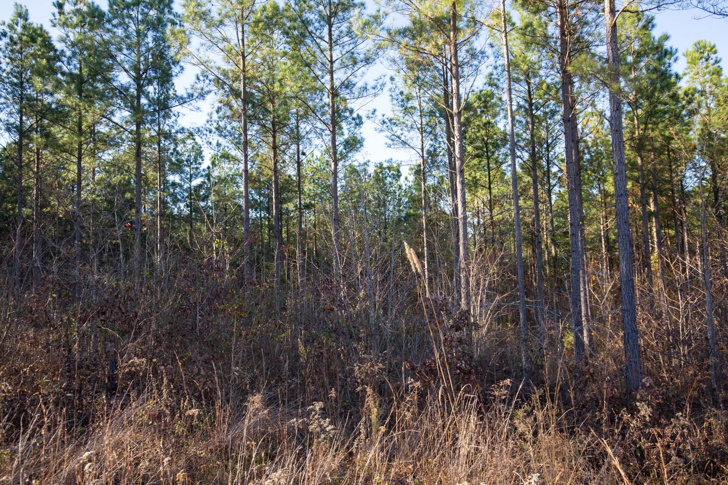 Whetstone Pines Tract 4 photo 8