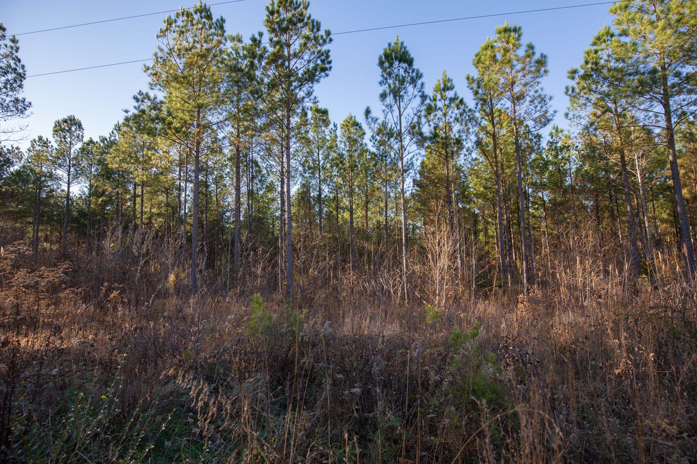 Whetstone Pines Tract 4 photo 10