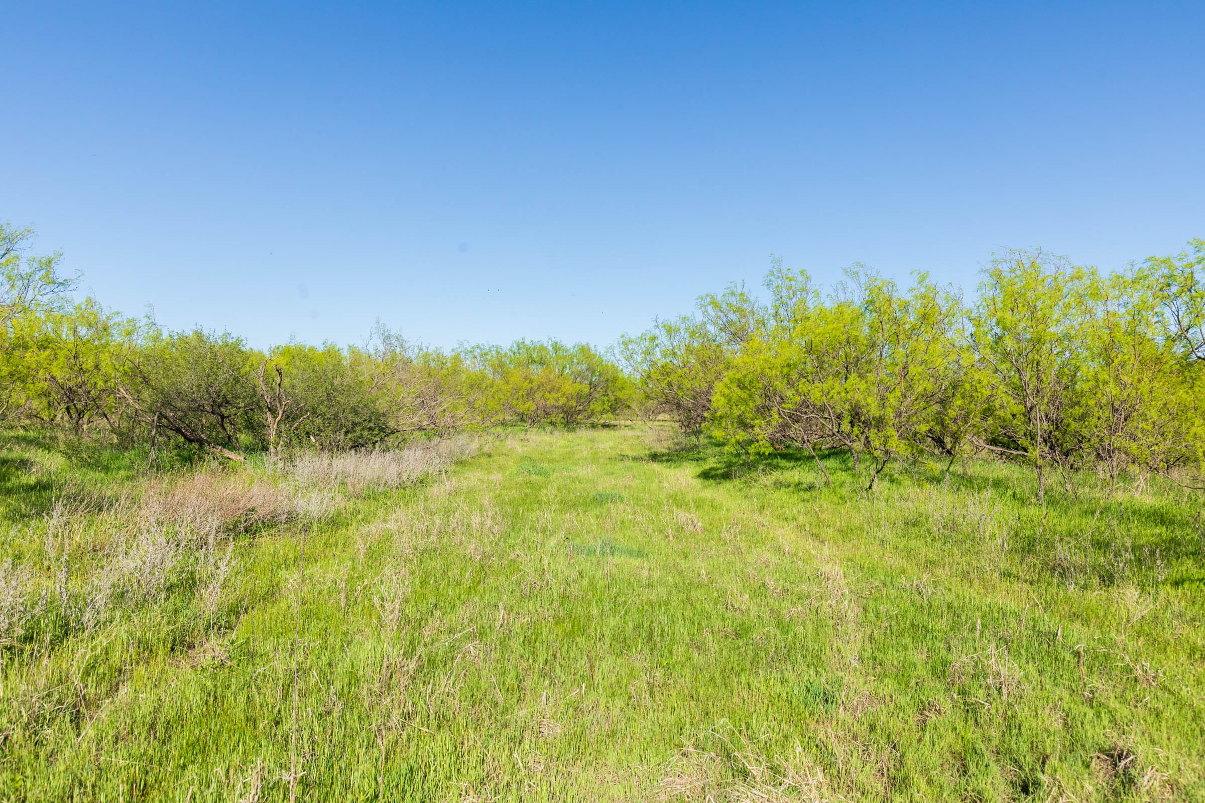 Hackberry Fields Tract 26 photo 3