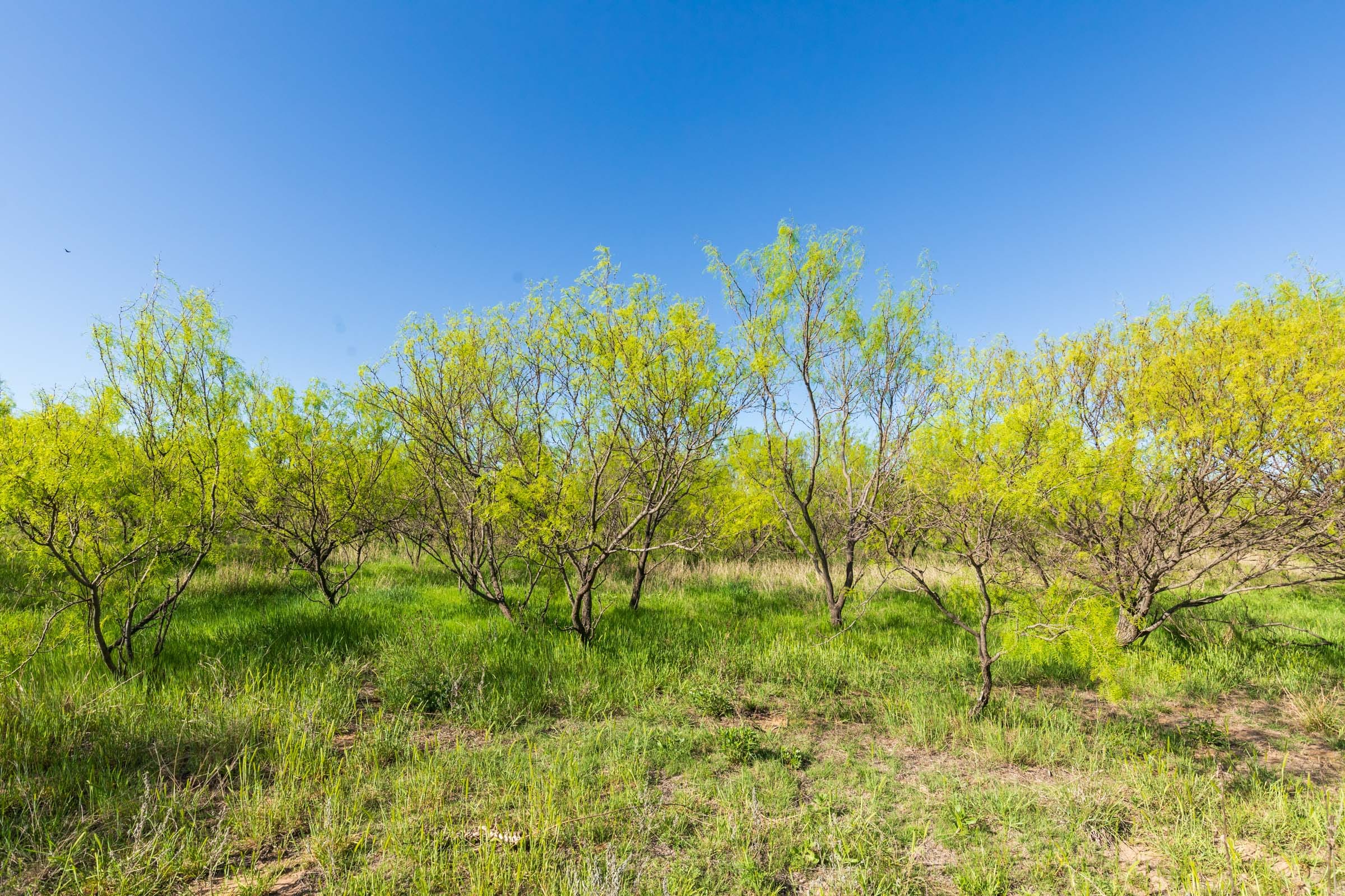Hackberry Fields Tract 26 photo 9