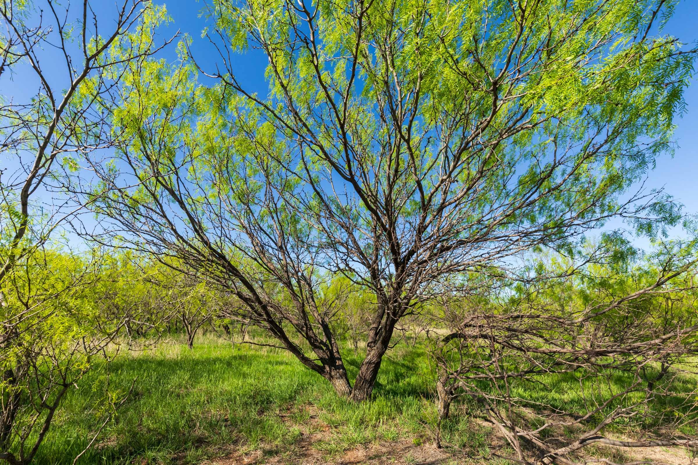 Hackberry Fields Tract 26 photo 6