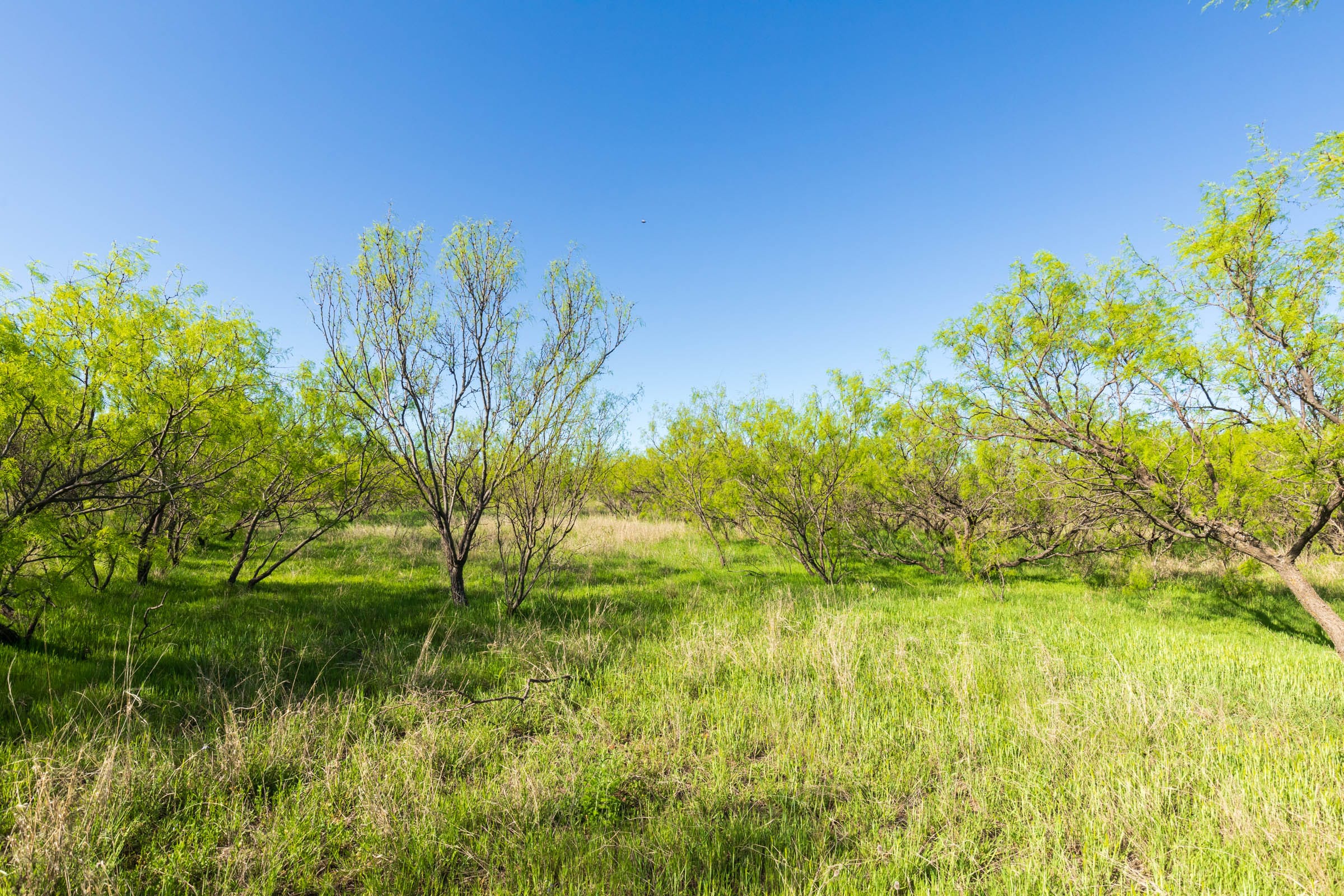 Hackberry Fields Tract 26 photo 11
