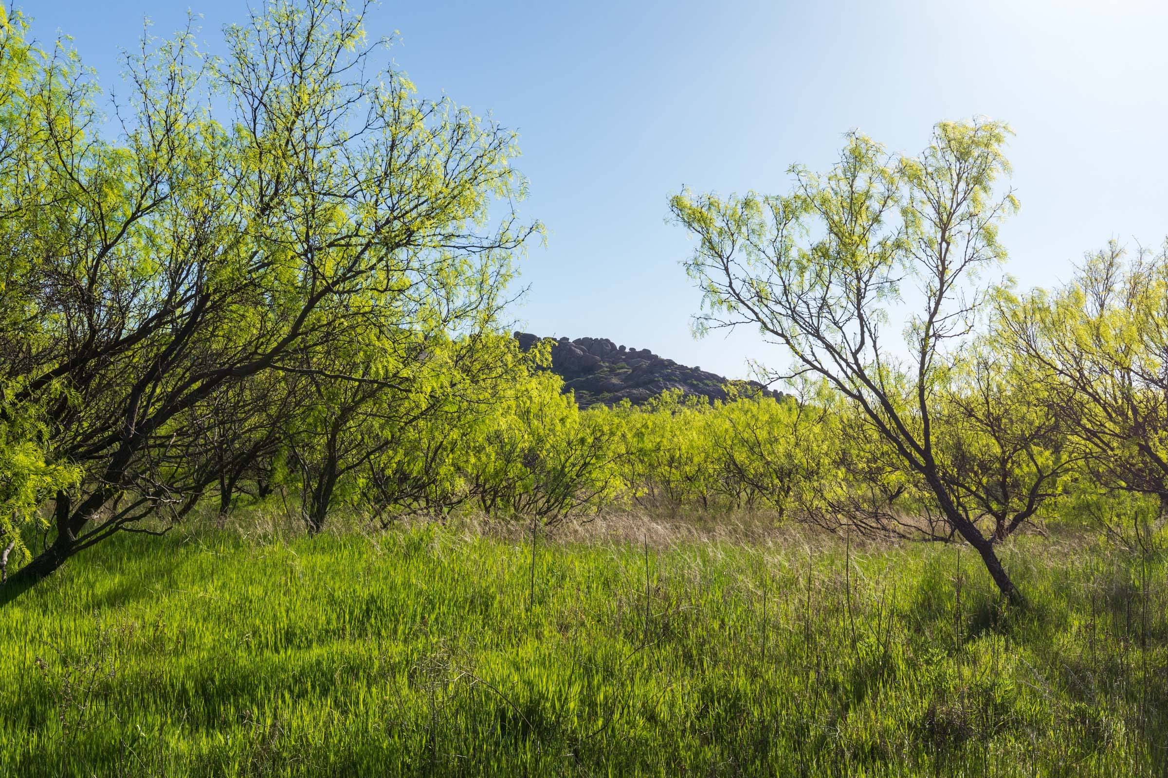 Hackberry Fields Tract 26 photo 2