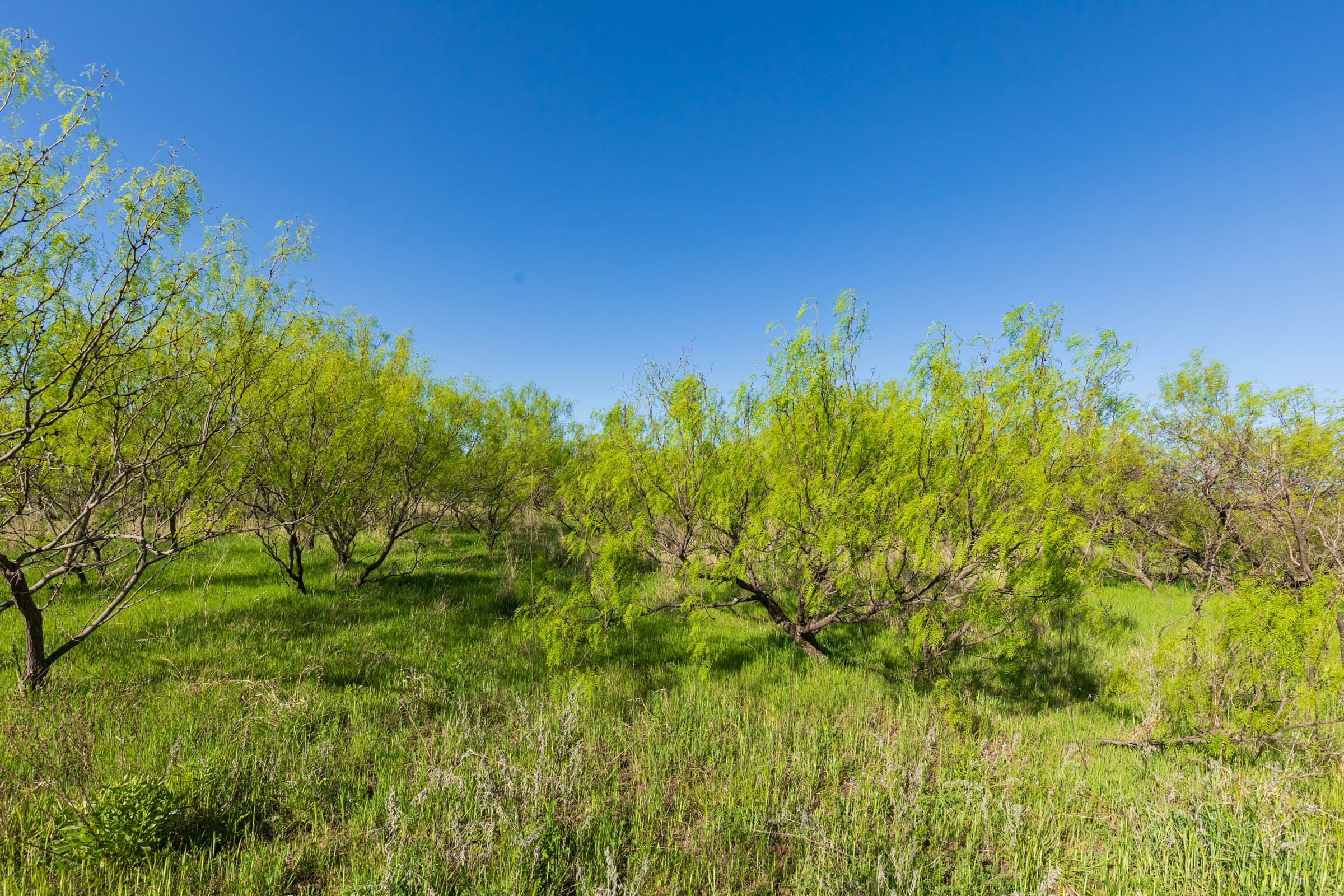Hackberry Fields Tract 26 photo 20
