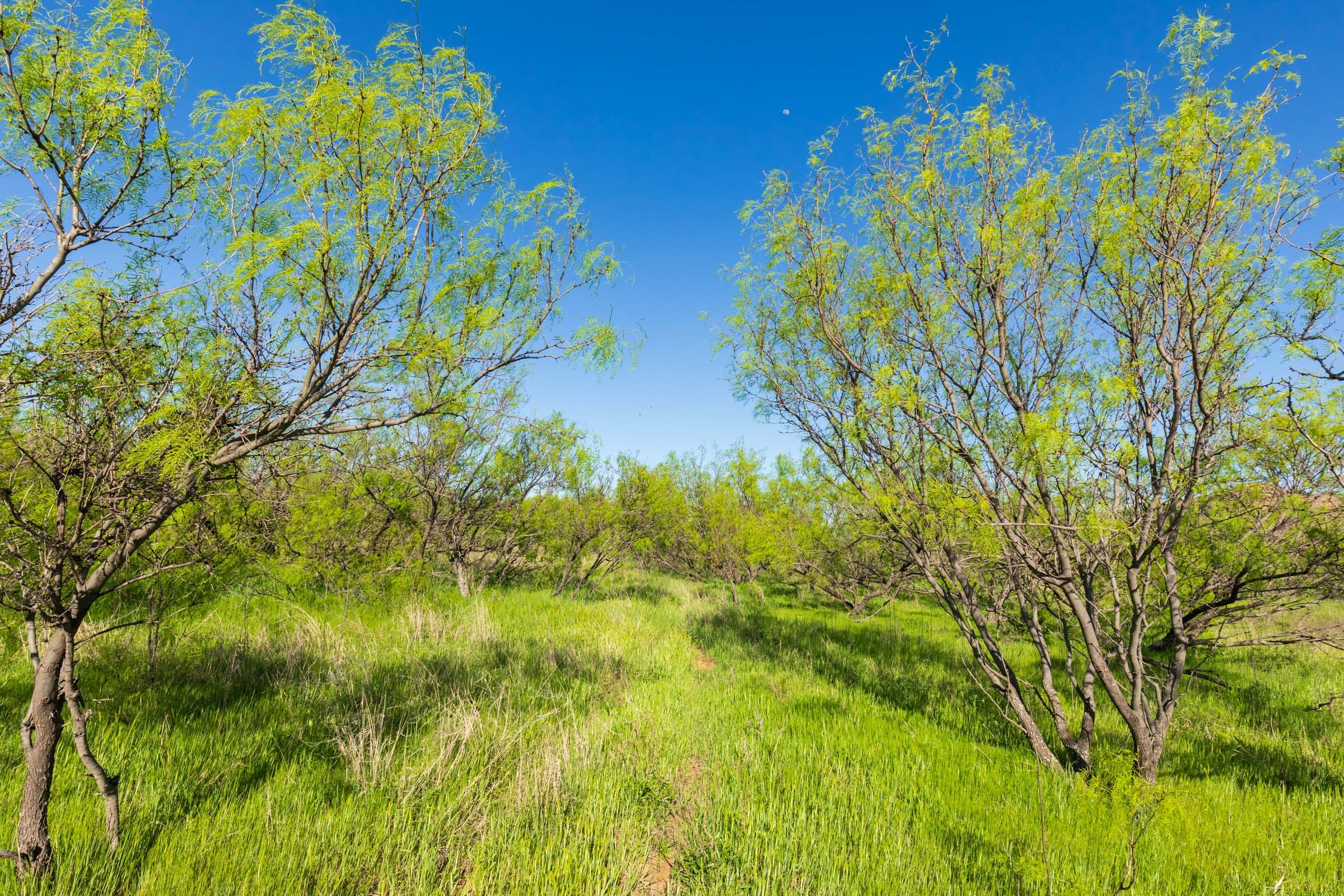 Hackberry Fields Tract 26 photo 12