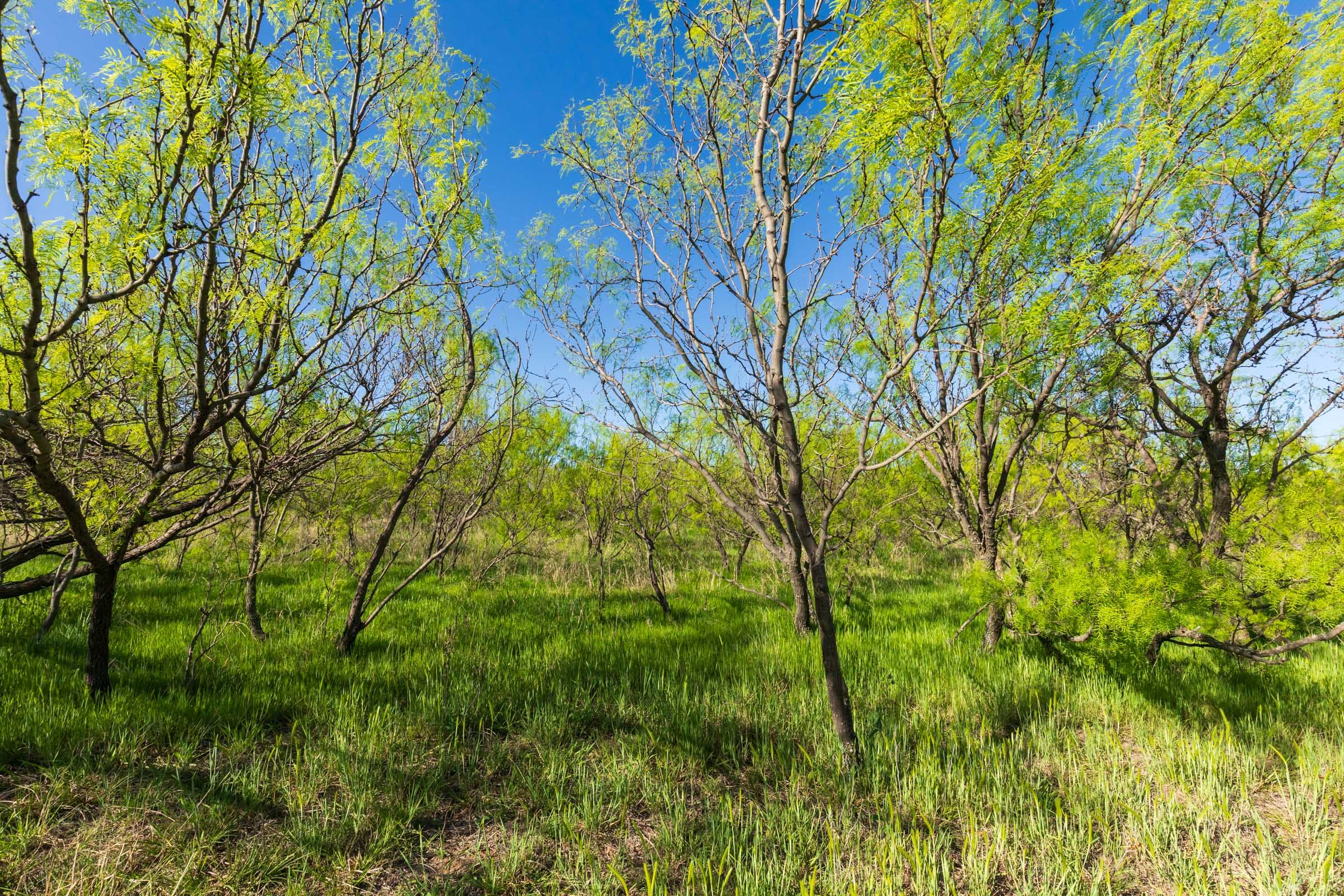 Hackberry Fields Tract 26 photo 18