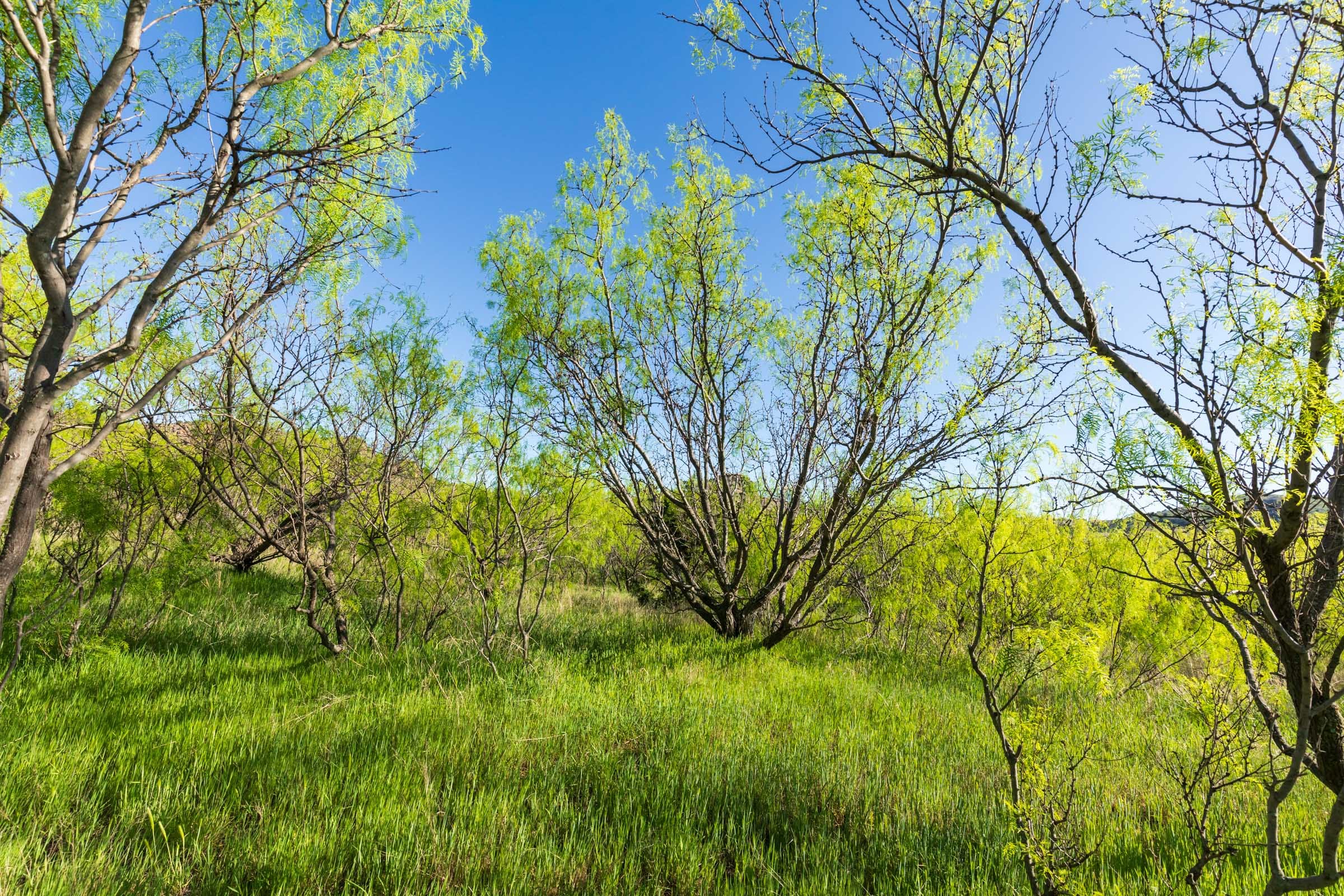 Hackberry Fields Tract 26 photo 8