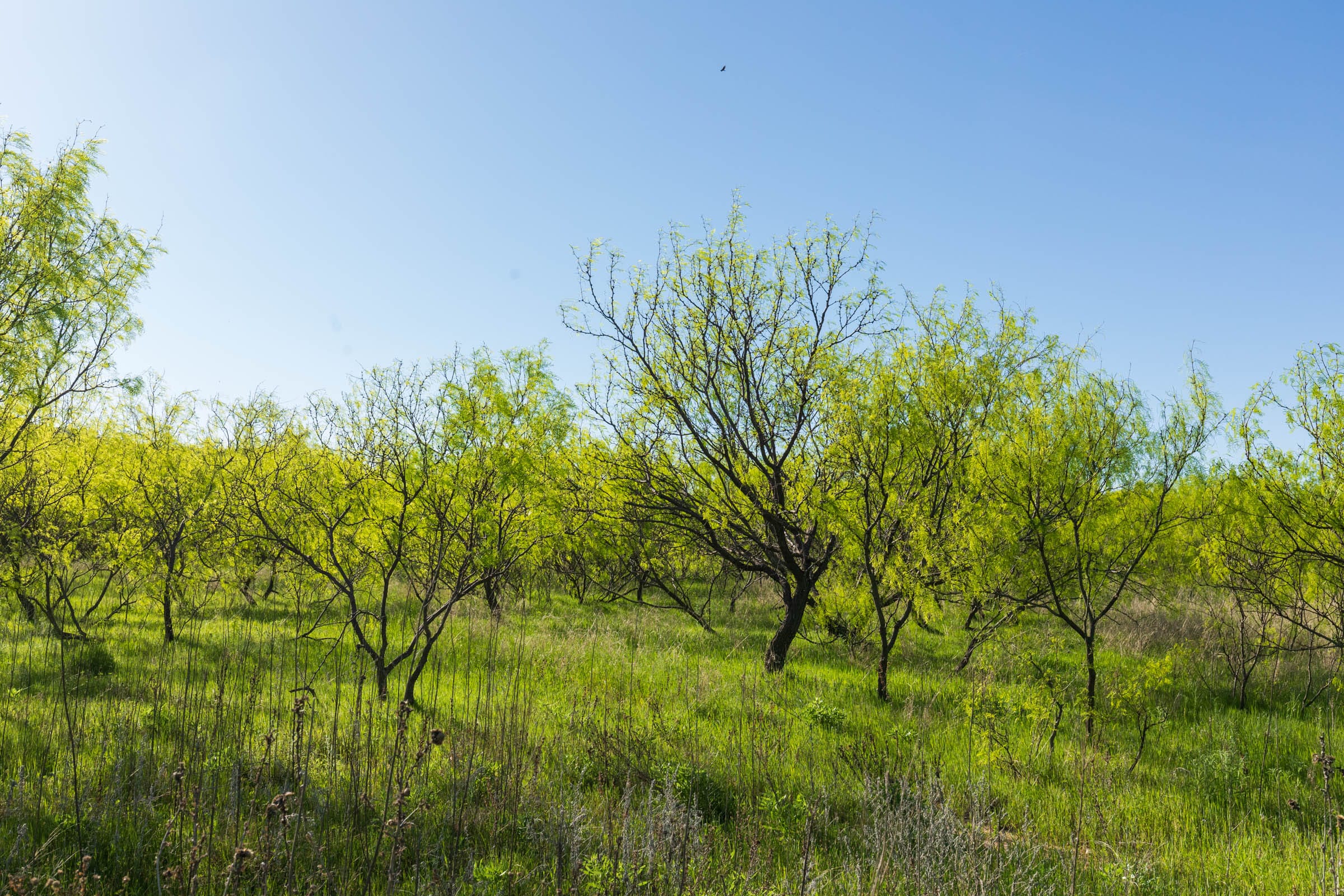 Hackberry Fields Tract 26 photo 19