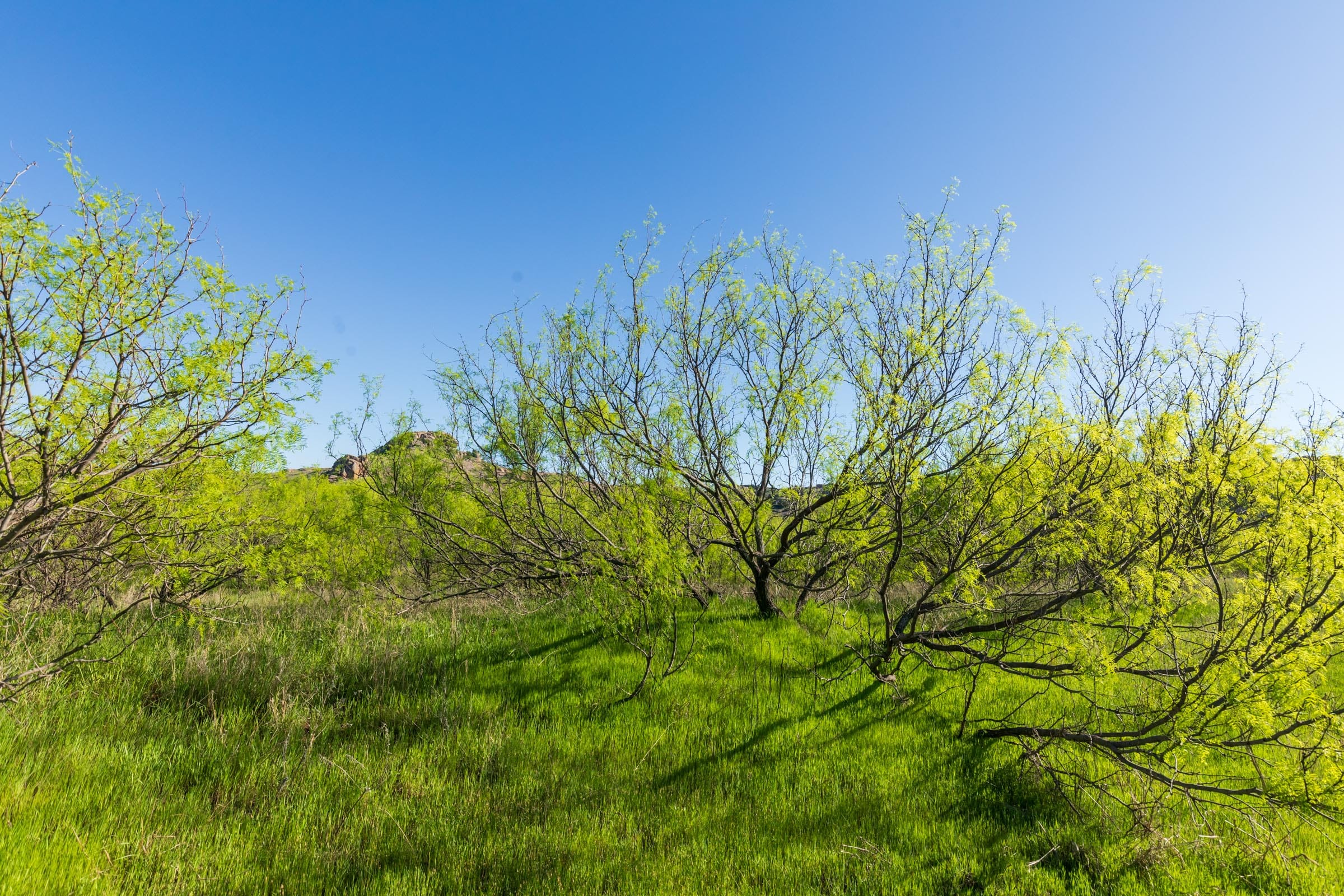 Hackberry Fields Tract 26 photo 13