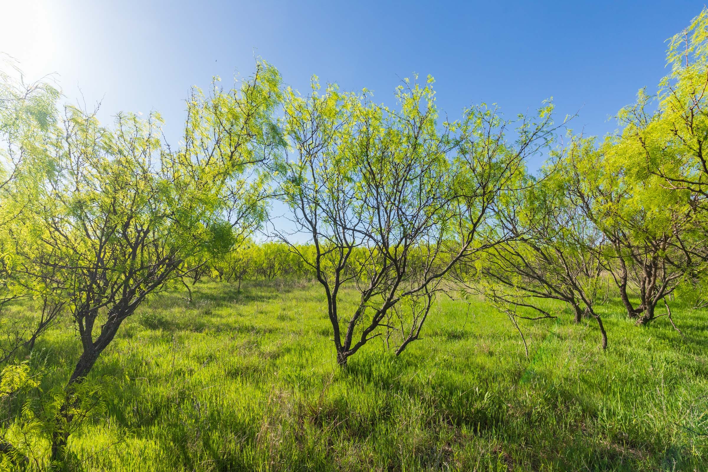 Hackberry Fields Tract 26 photo 17