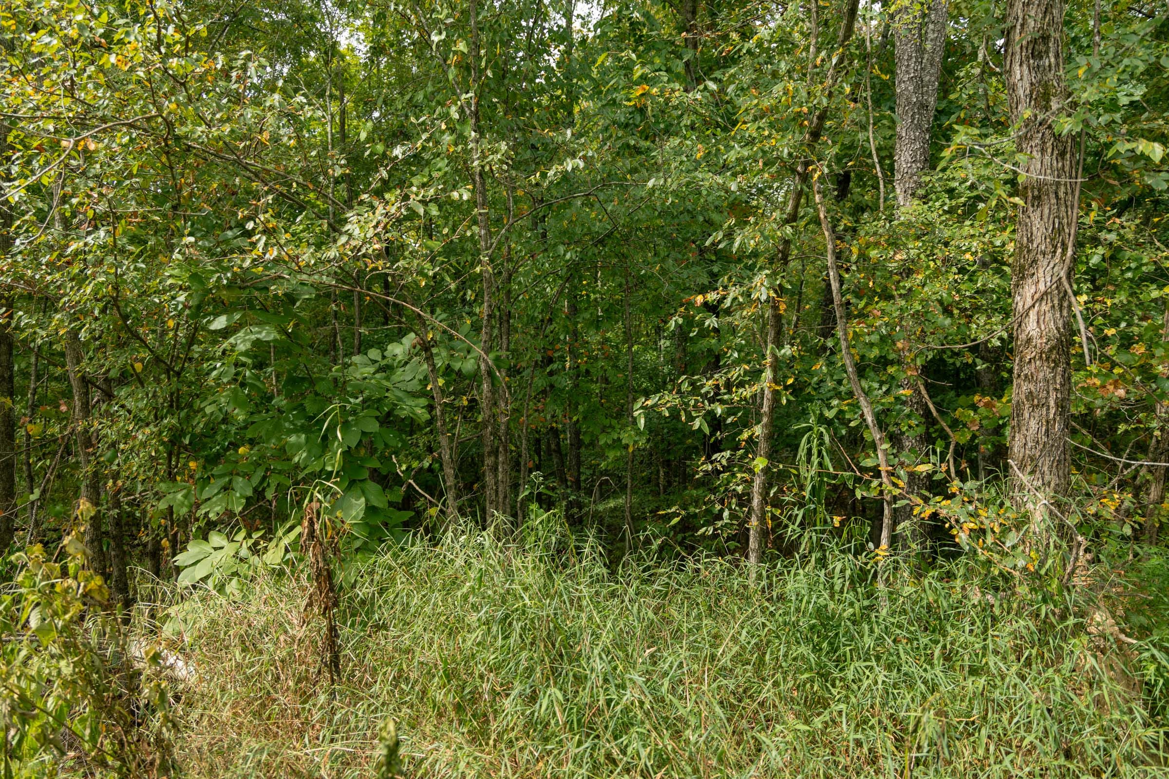 Big White Oak Tract 45 photo 8