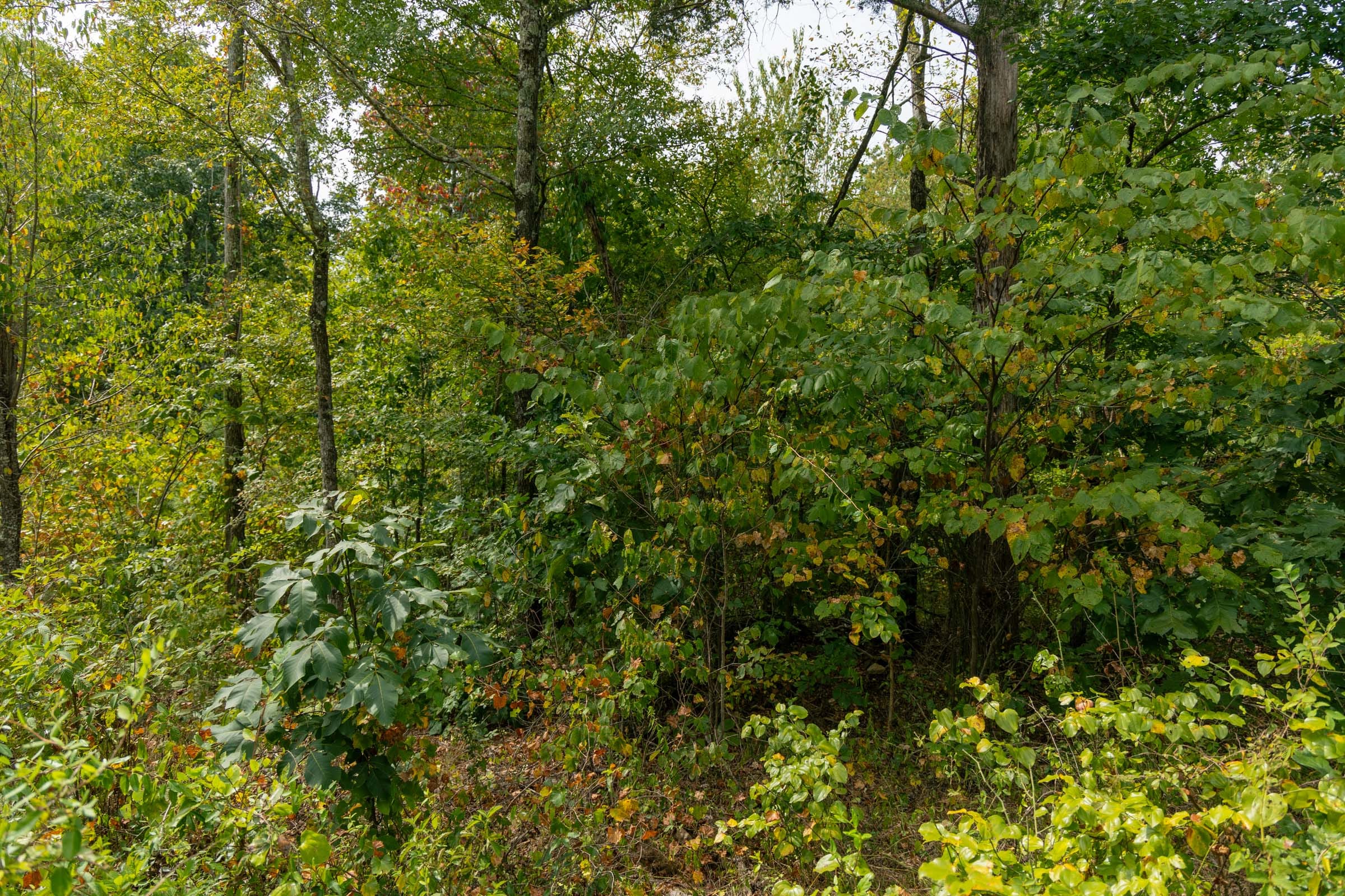 Big White Oak Tract 45 photo 9