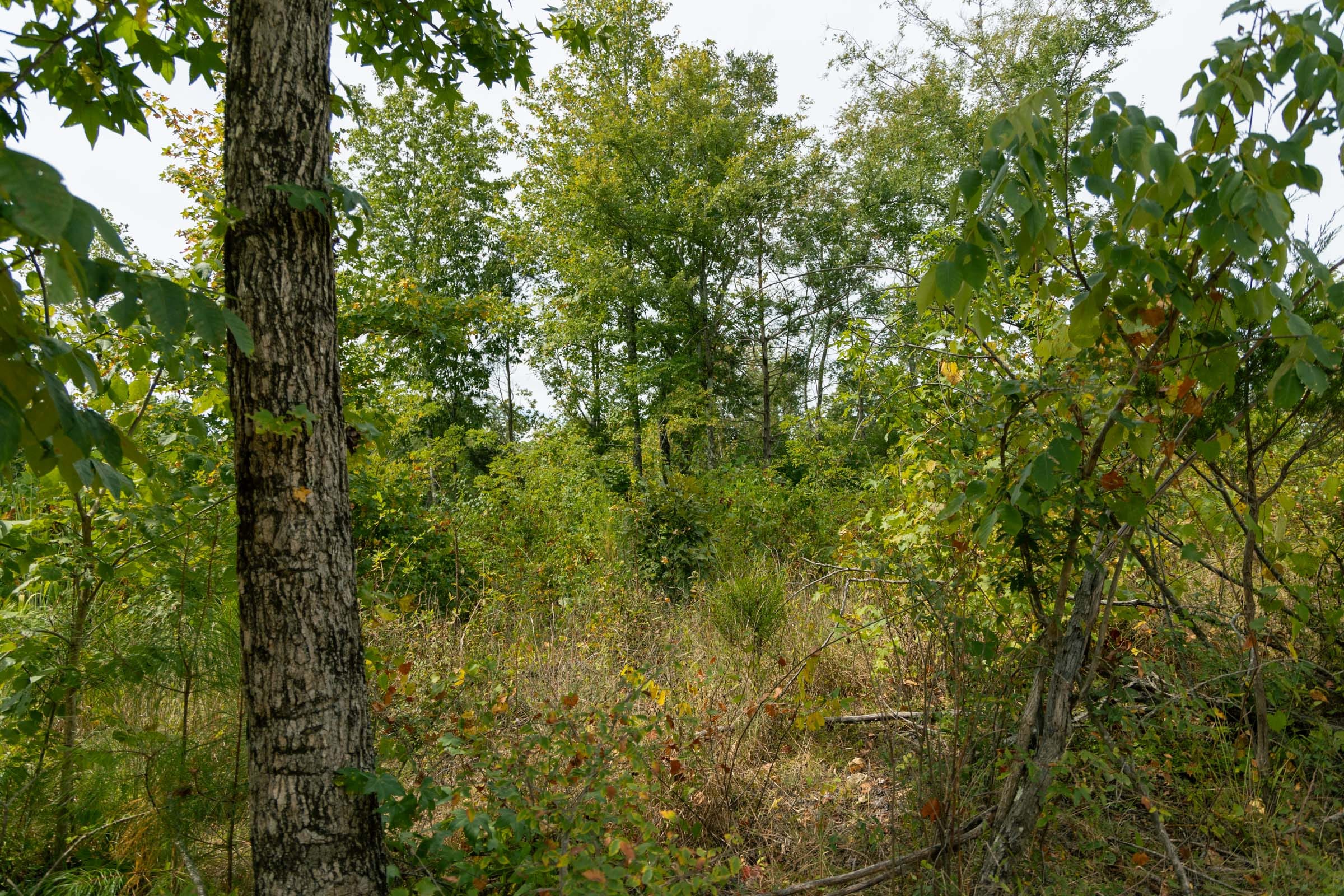 Big White Oak Tract 45 photo 10