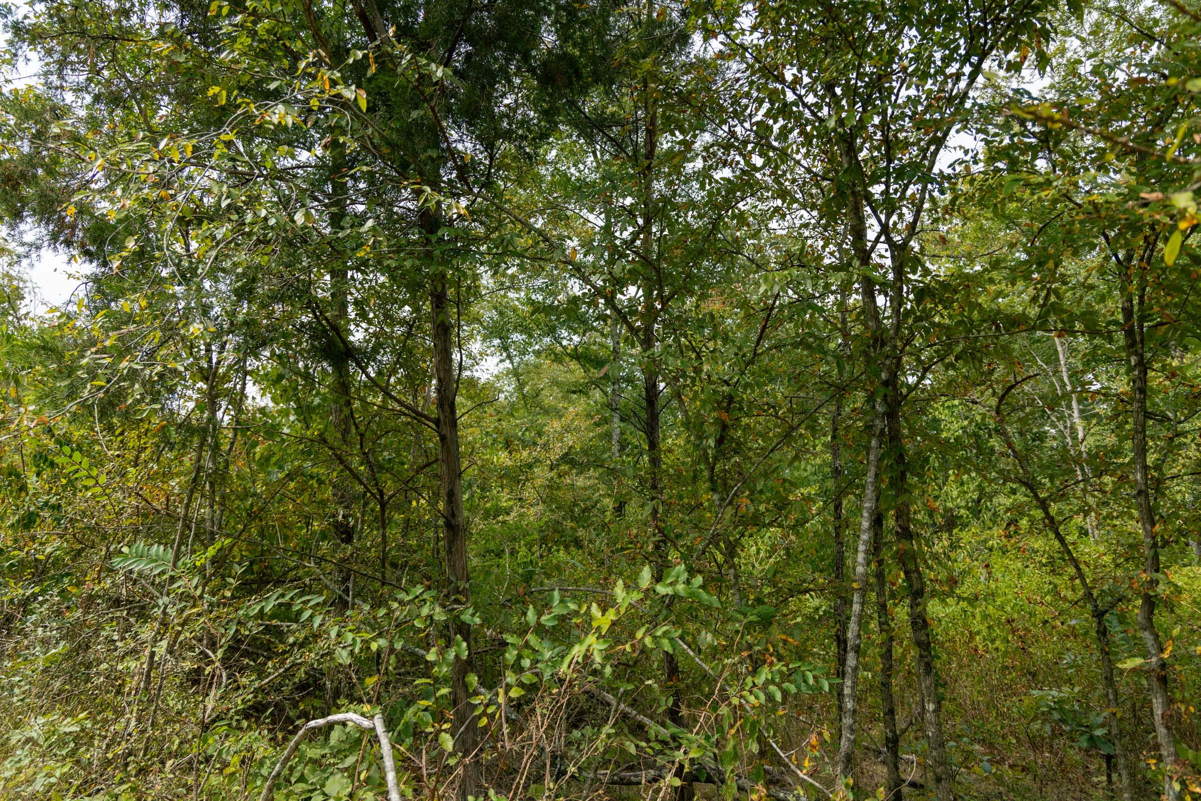Big White Oak Tract 45 photo 3